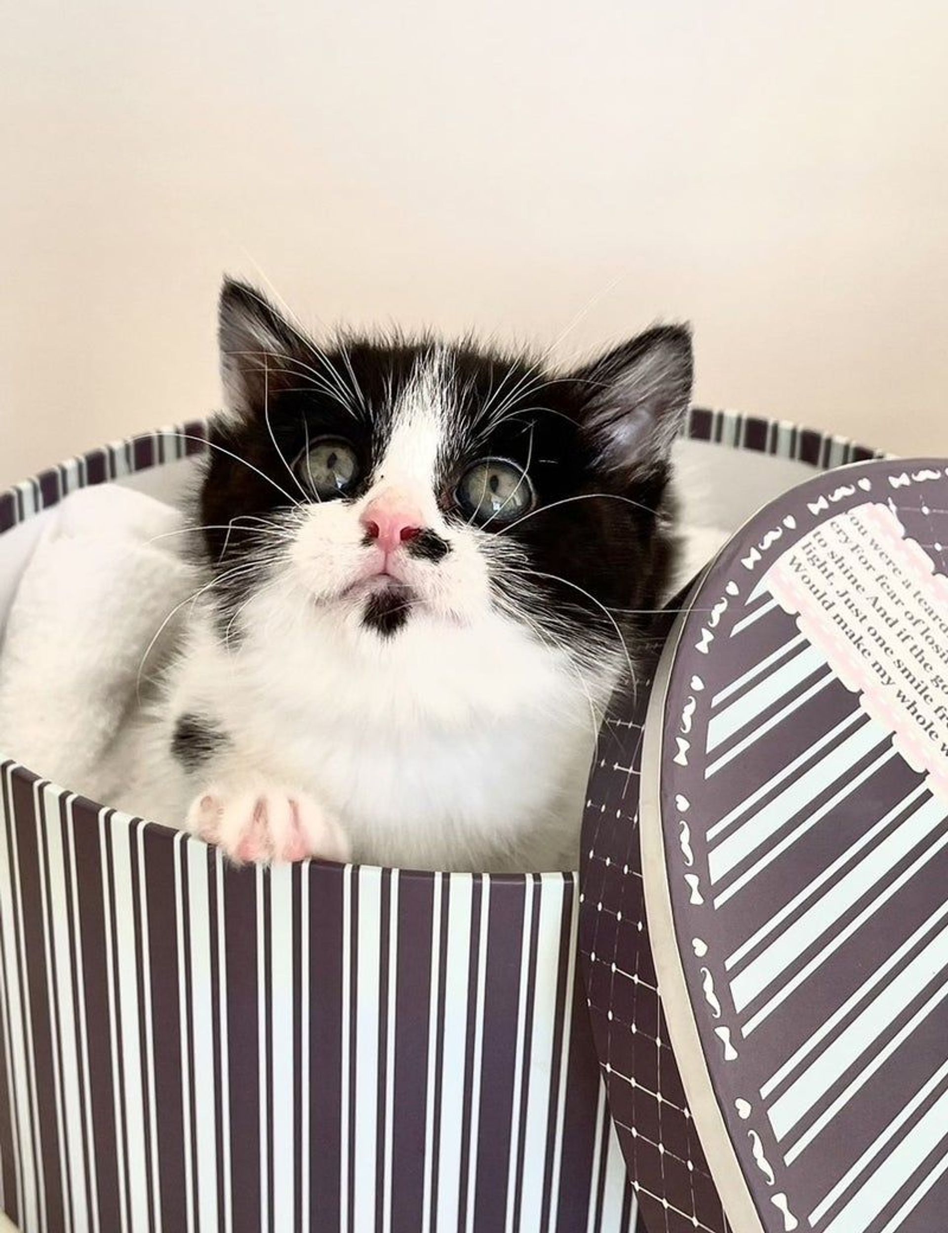 雑種（ミックス猫）・メスの里親募集の写真