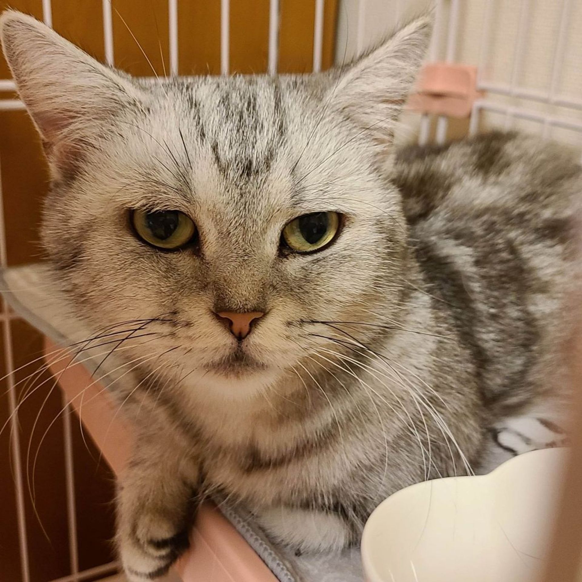 マンチカン・メスの里親募集の写真