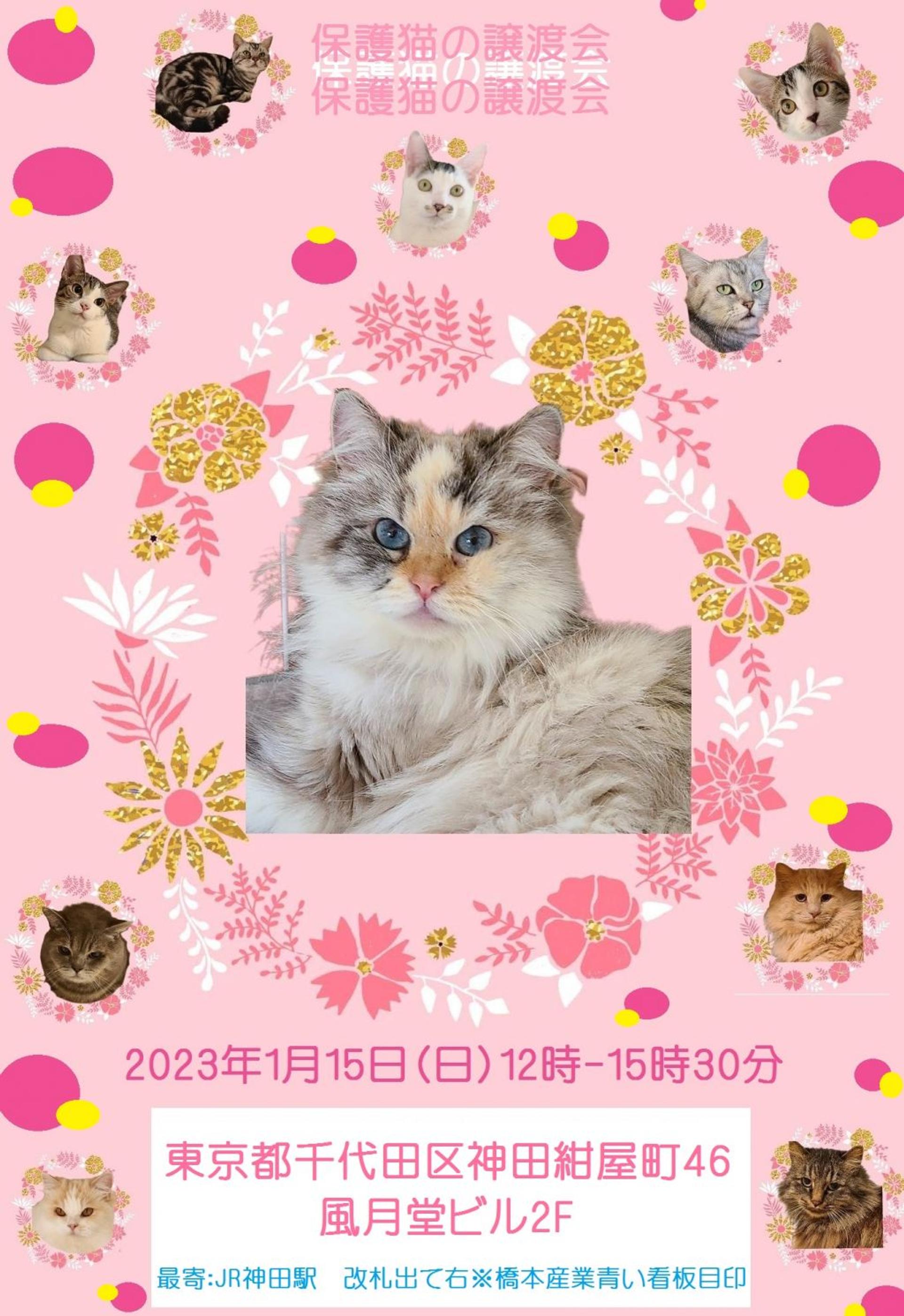 pet-image-4