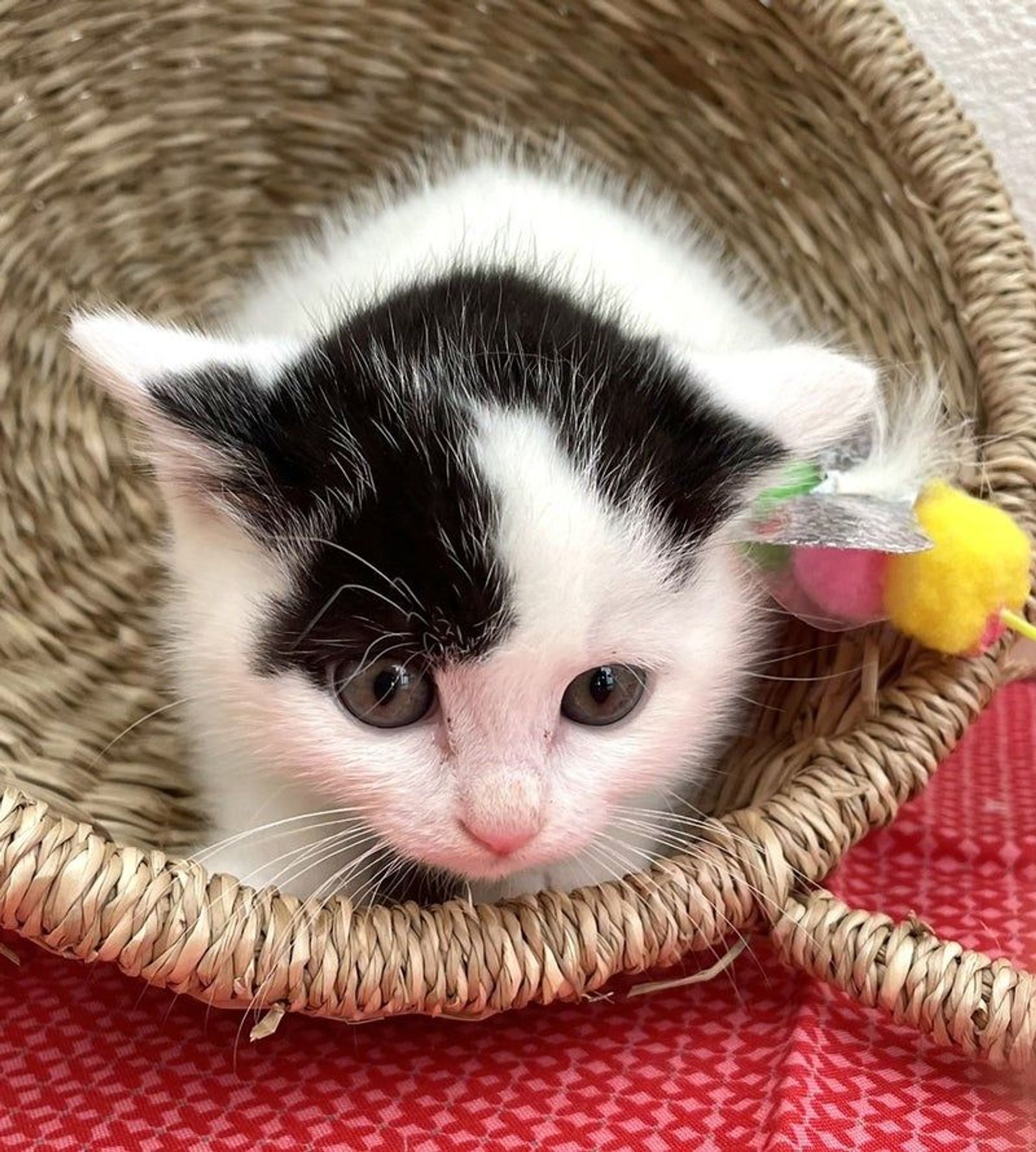 雑種（ミックス猫）・メスの里親募集の写真