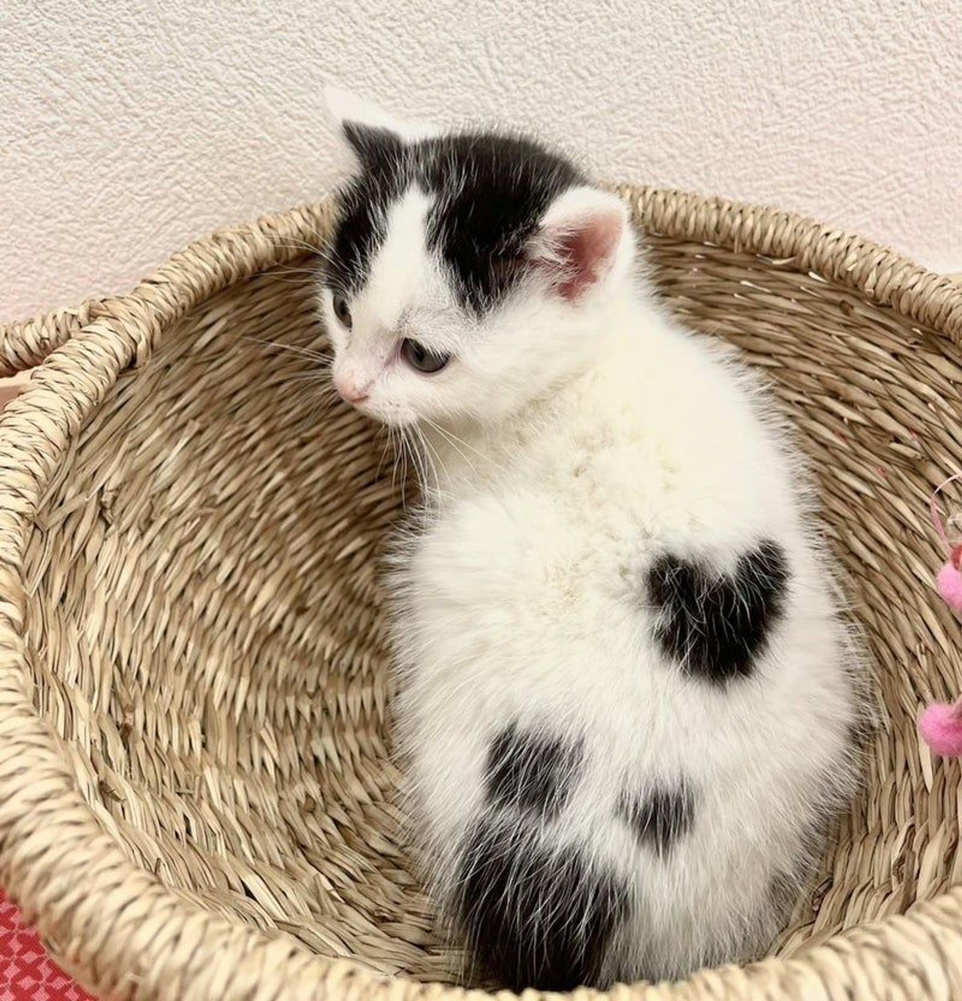 pet-image-2