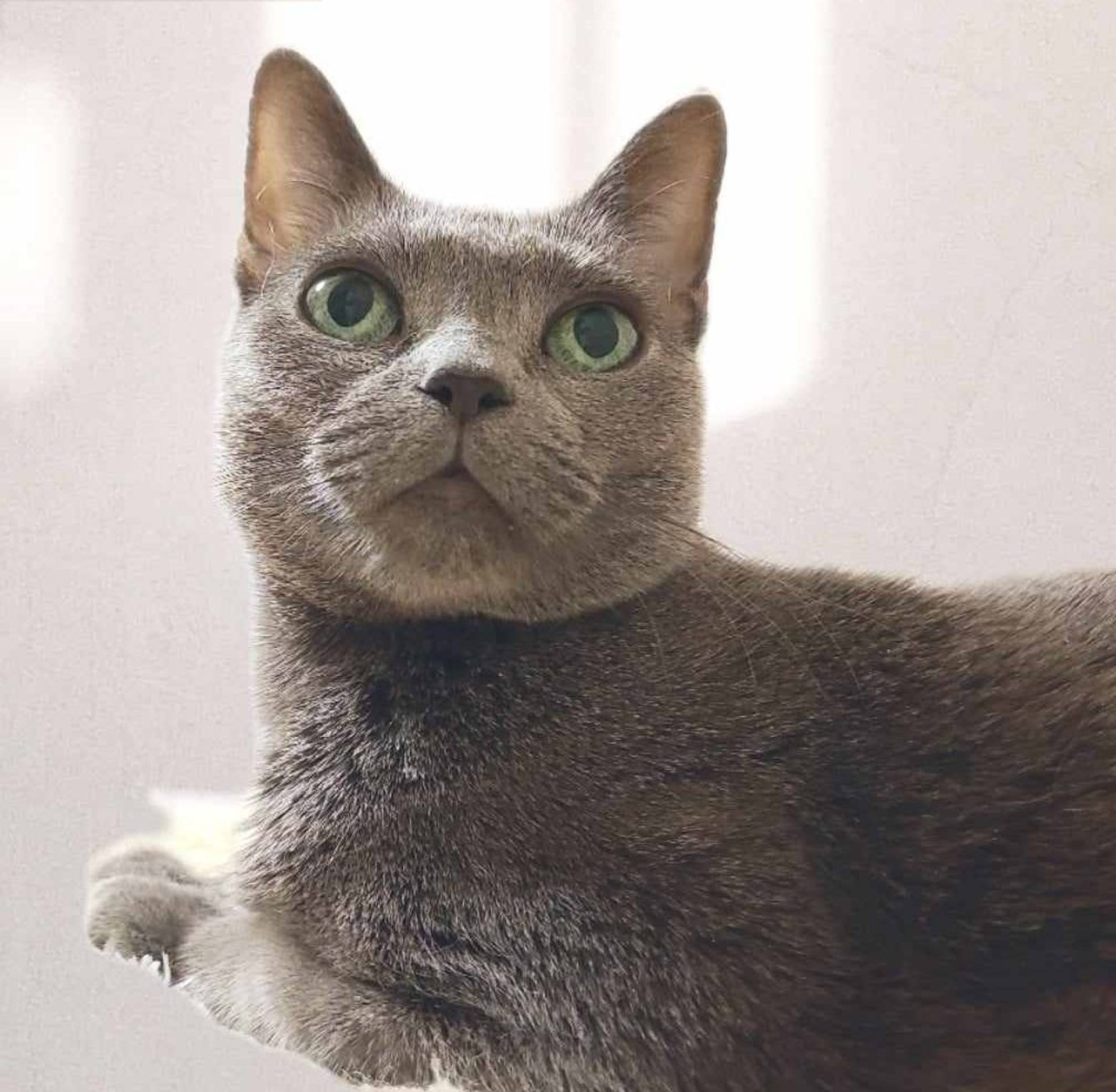 トンキニーズ・メスの里親募集の写真