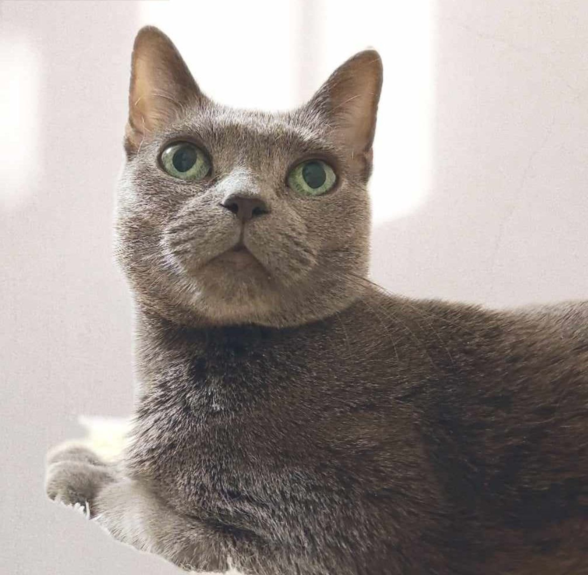 トンキニーズ・メスの里親募集の写真