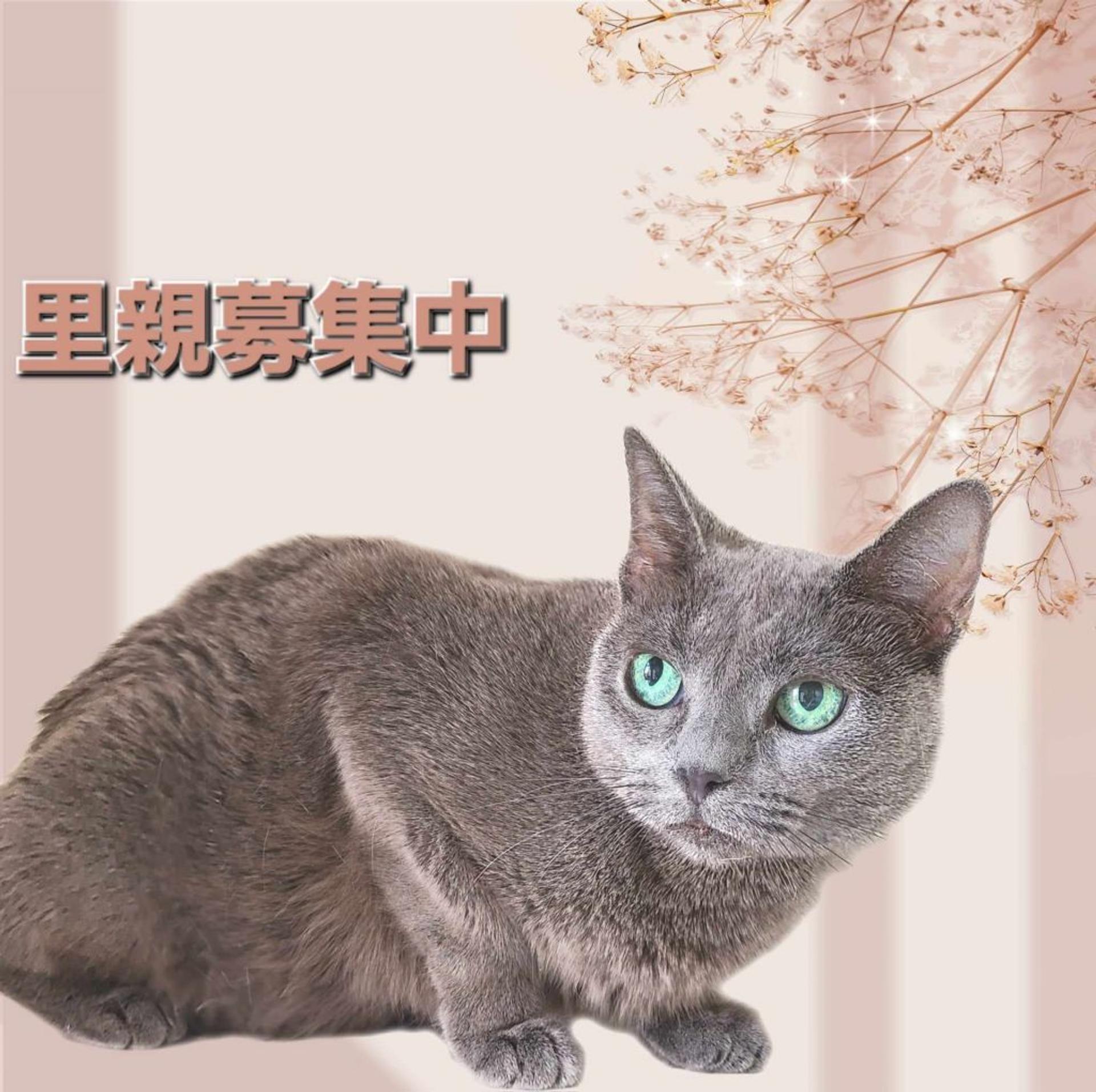pet-image-2
