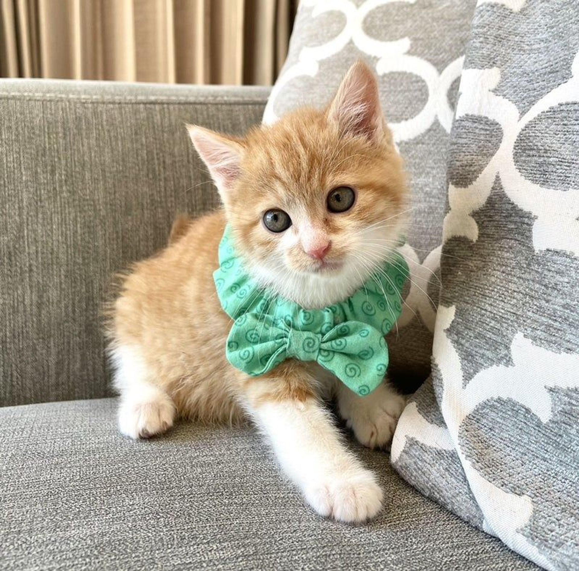 雑種（ミックス猫）・オスの里親募集の写真