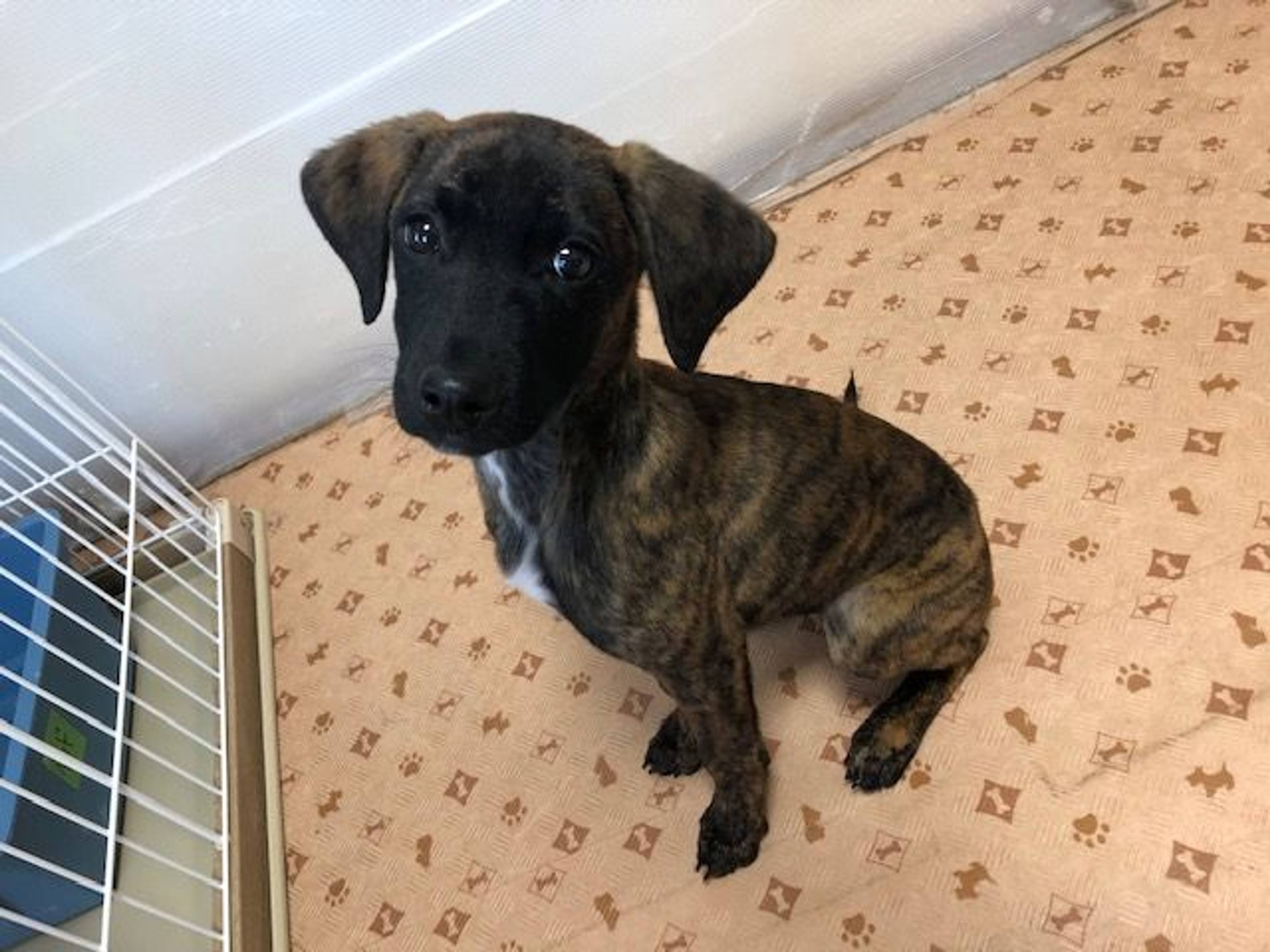 雑種（ミックス犬）・オスの里親募集の写真