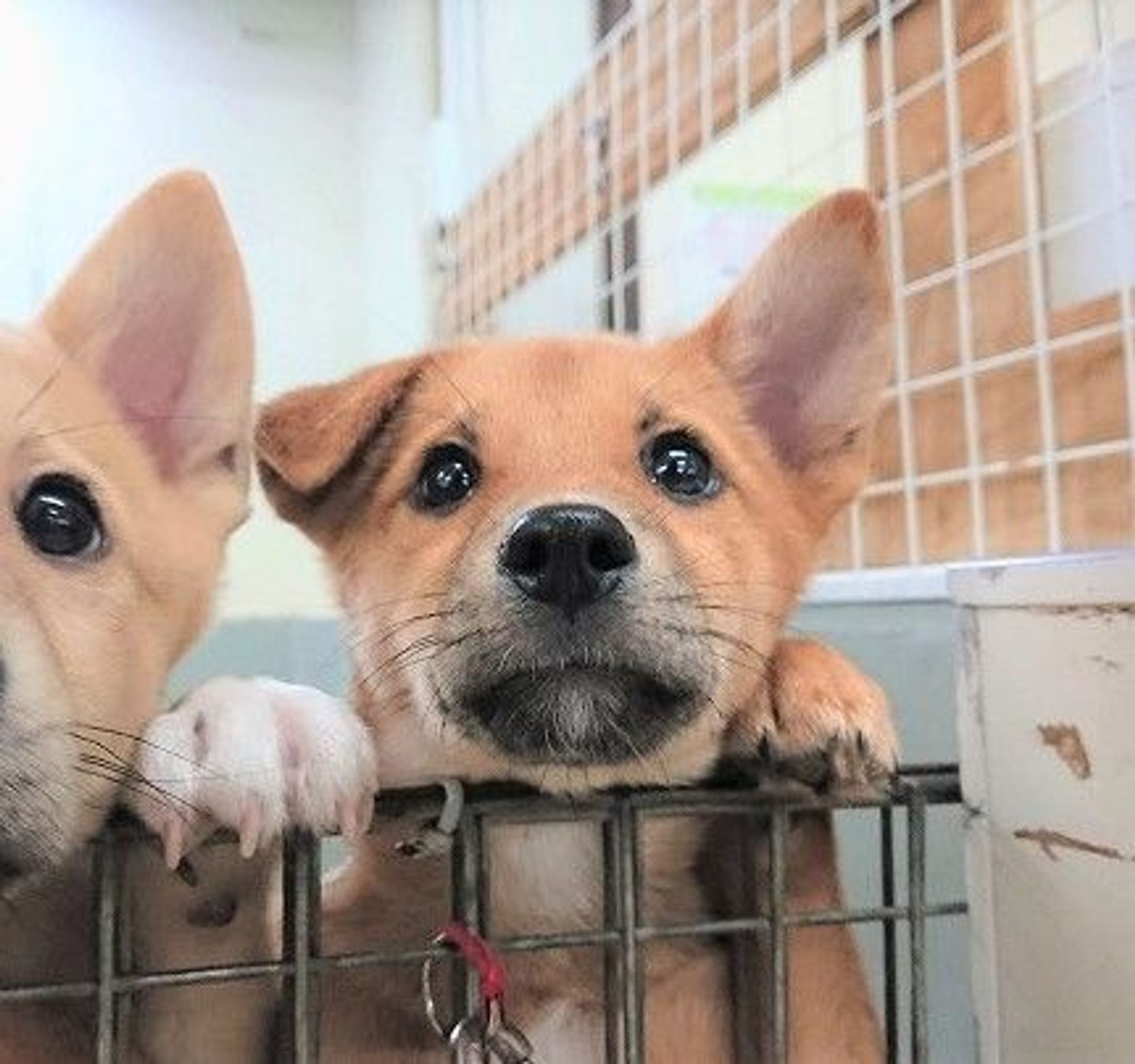 雑種（ミックス犬）・メスの里親募集の写真