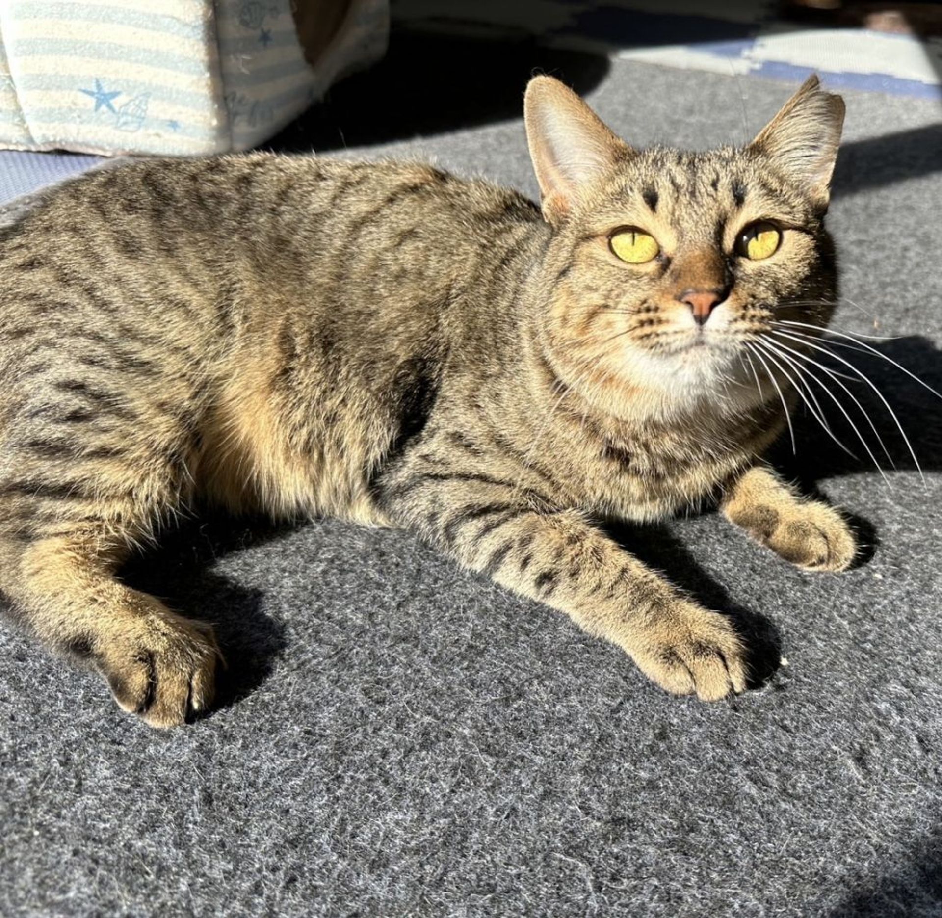 雑種（ミックス猫）・メスの里親募集の写真