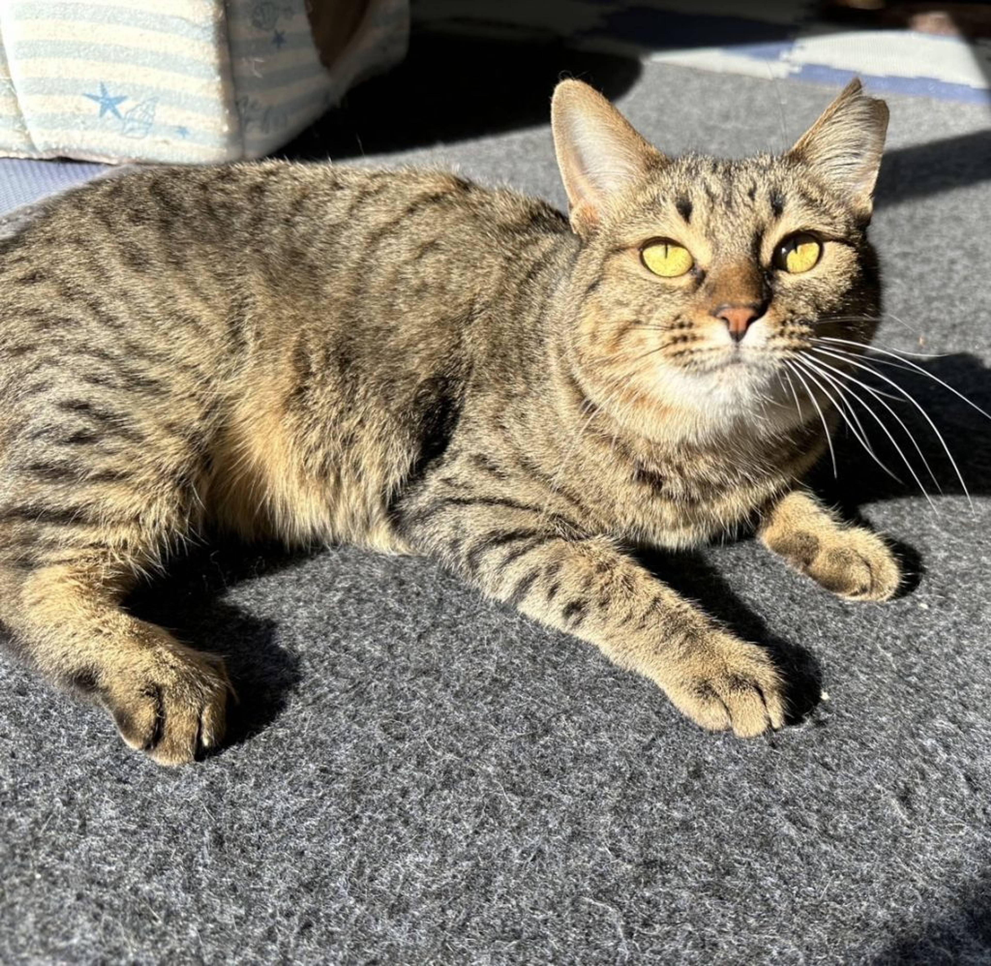 雑種（ミックス猫）・メスの里親募集の写真