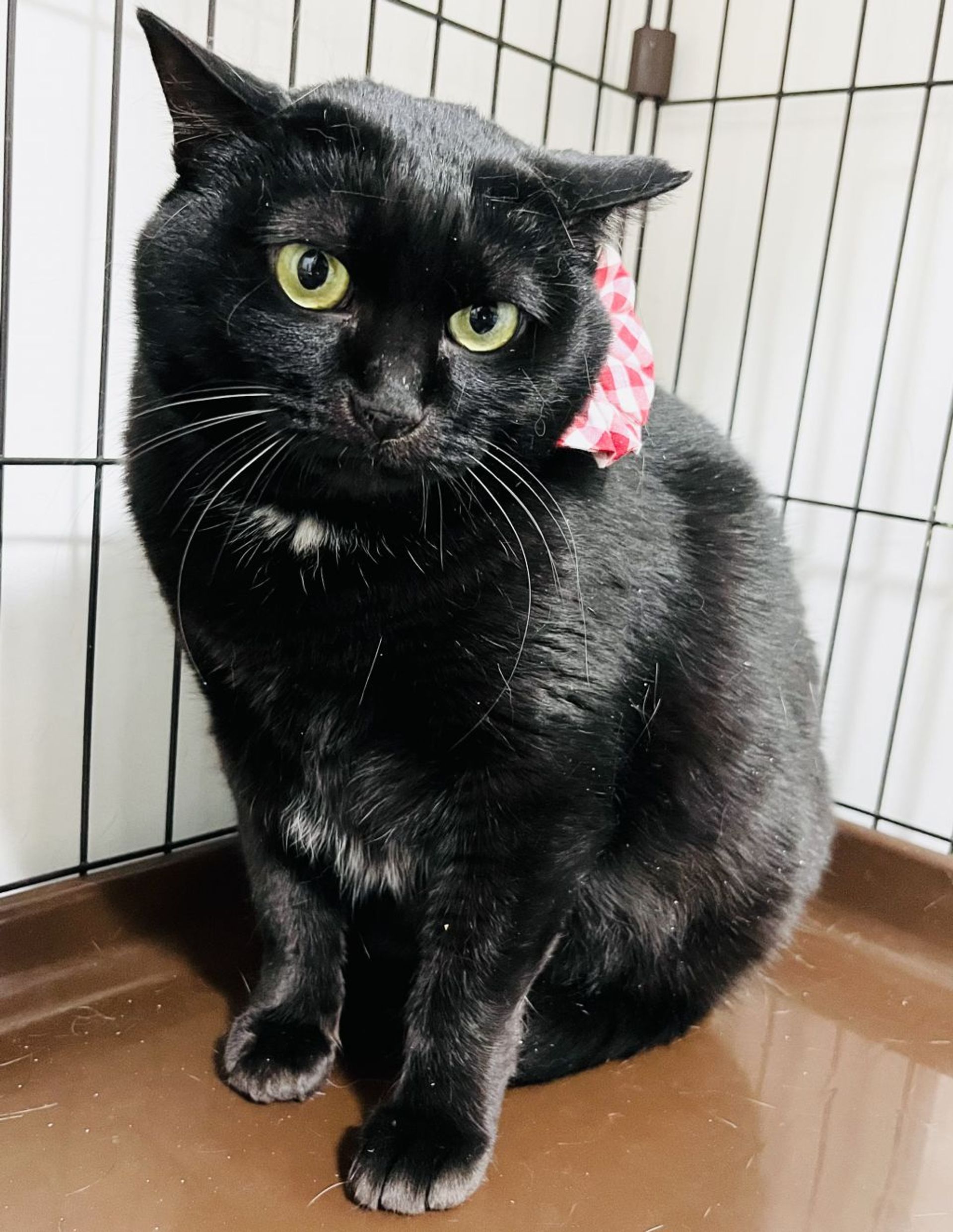 雑種（ミックス猫）・メスの里親募集の写真