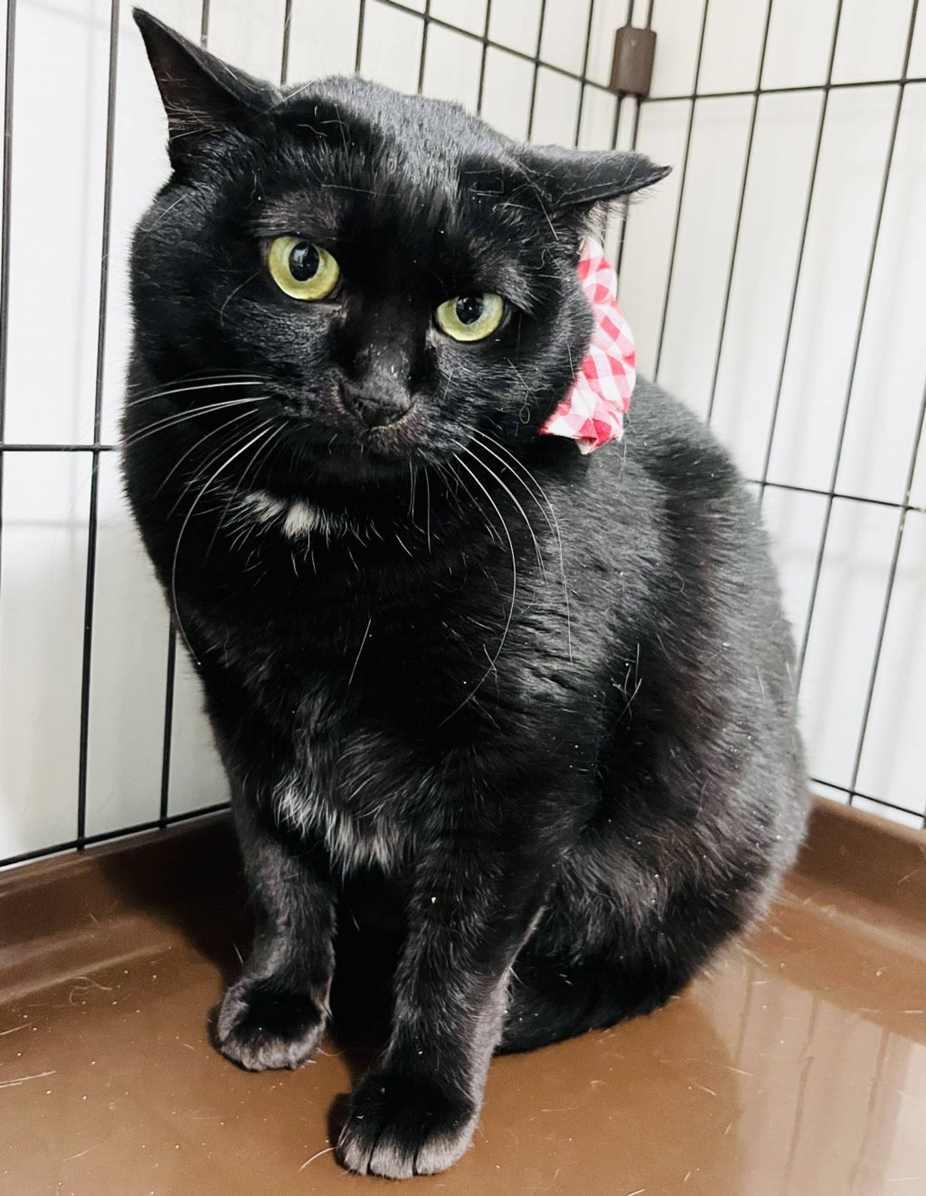 雑種（ミックス猫）・メスの里親募集の写真