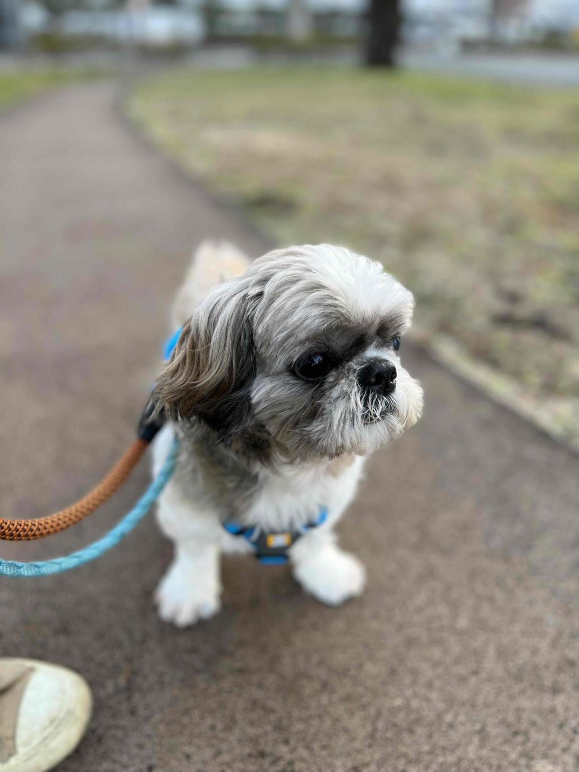 pet-image-3