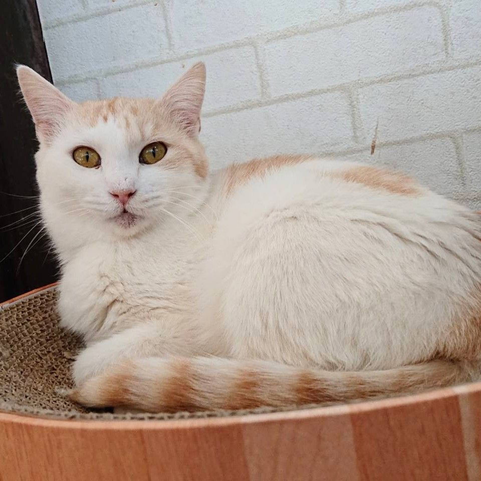 雑種（ミックス猫）・メスの里親募集の写真