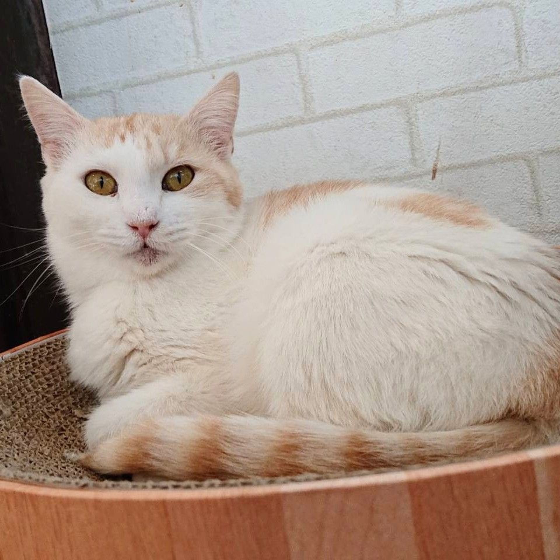 雑種（ミックス猫）・メスの里親募集の写真