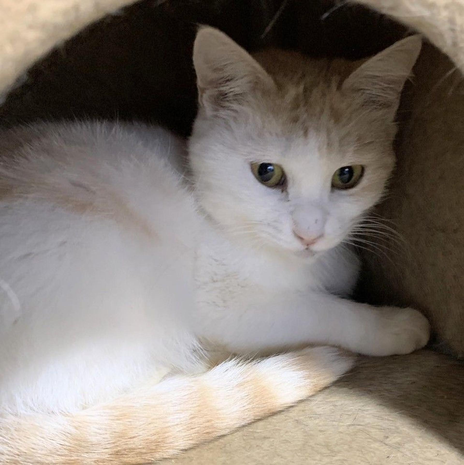 pet-image-3
