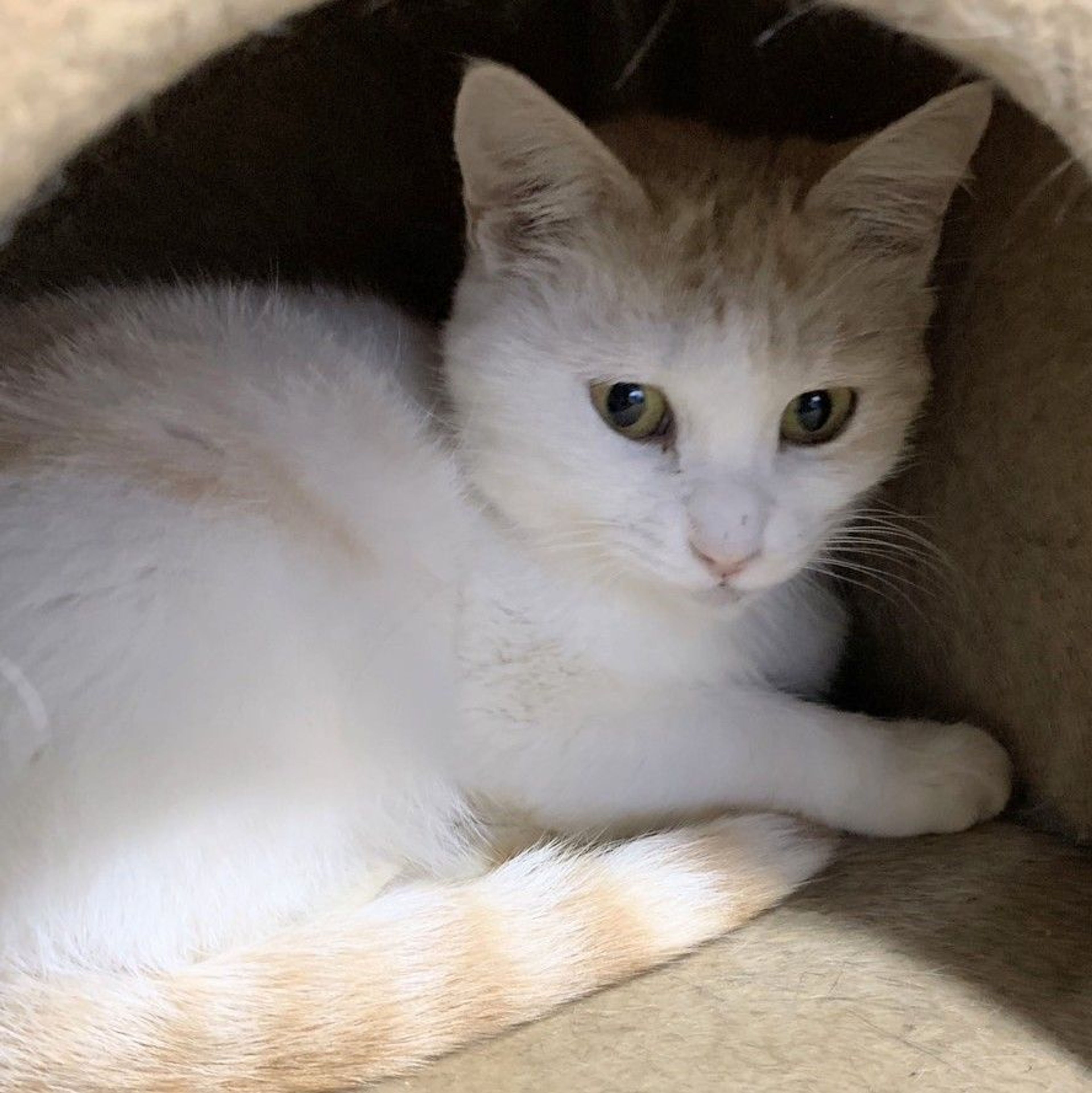 pet-image-3