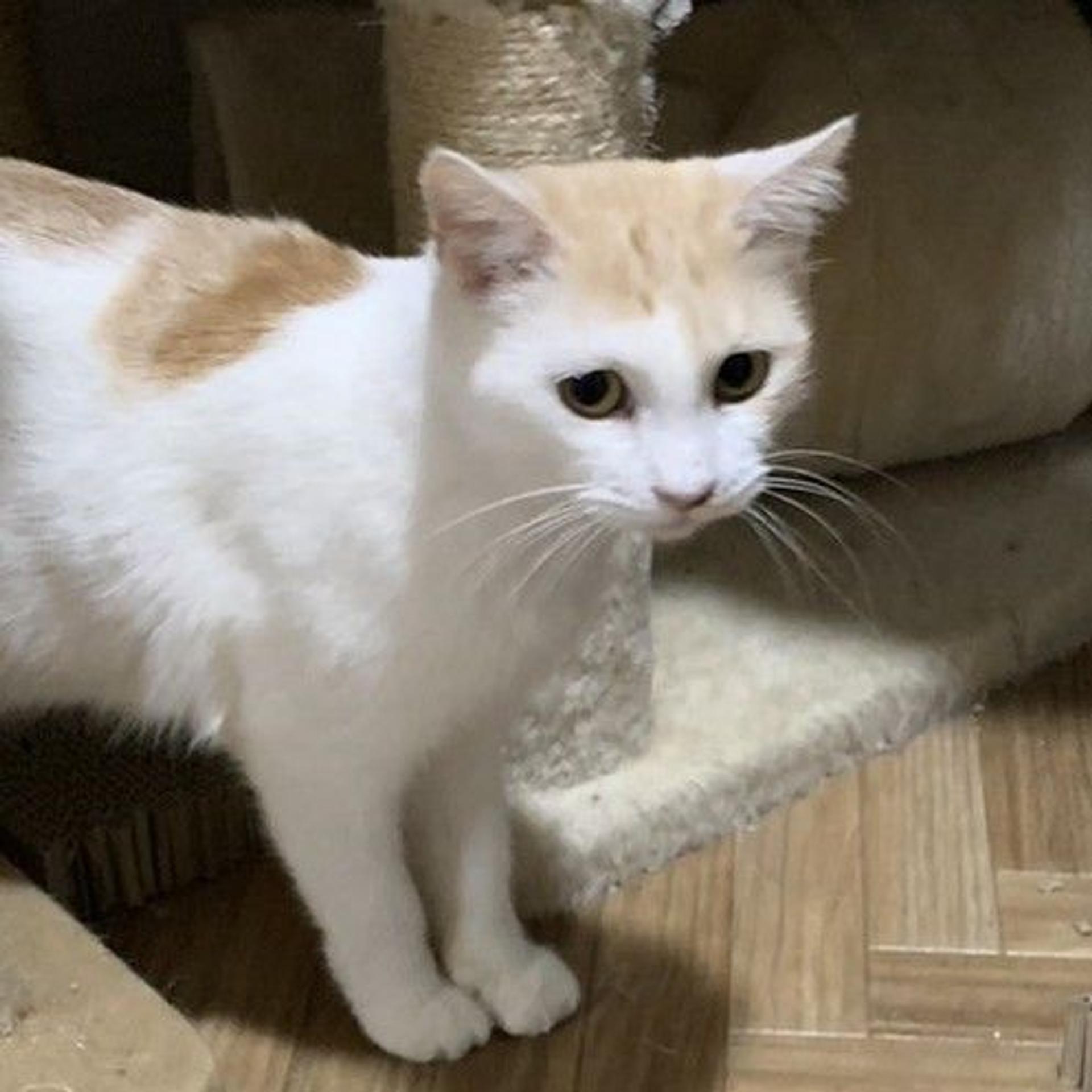 pet-image-5