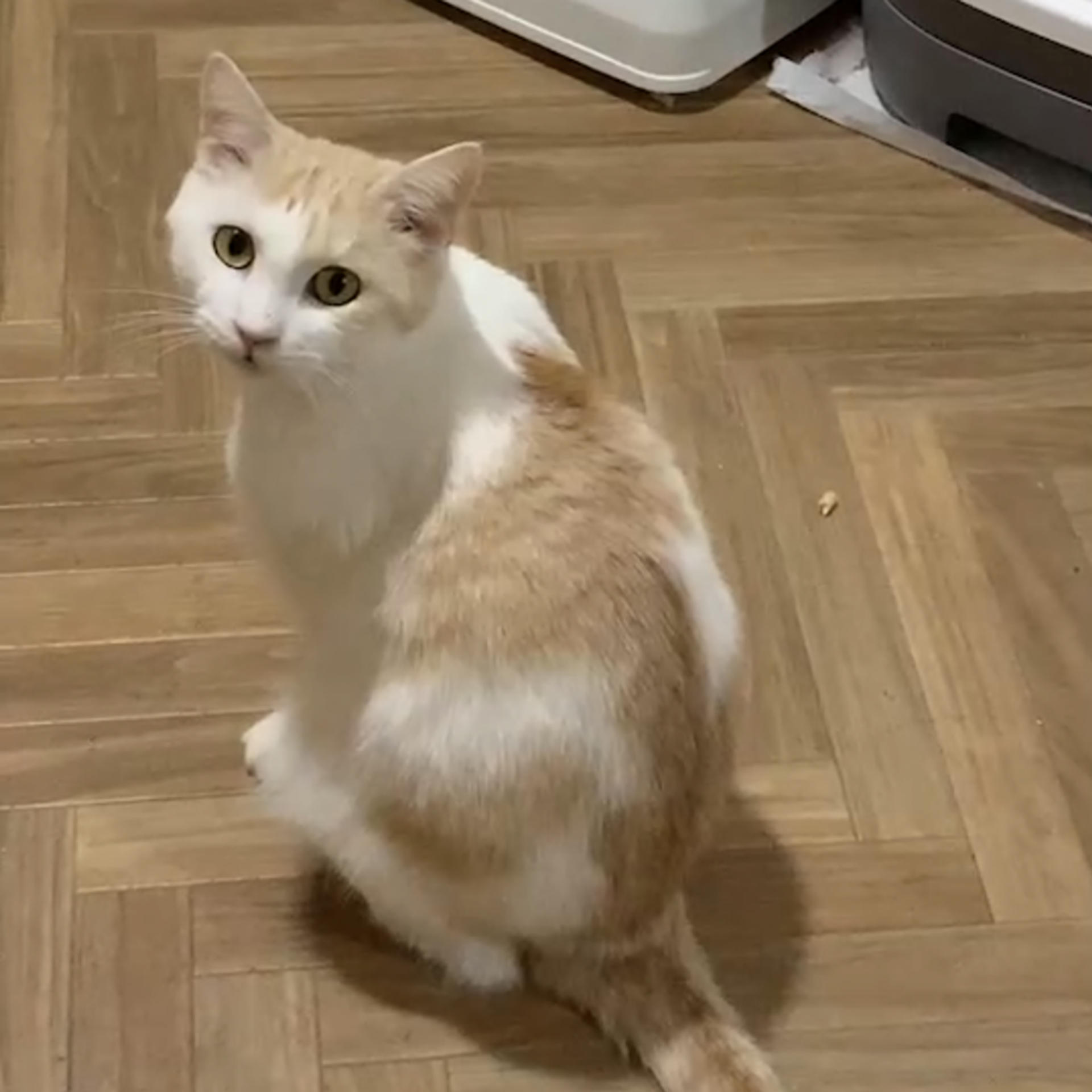 pet-image-7