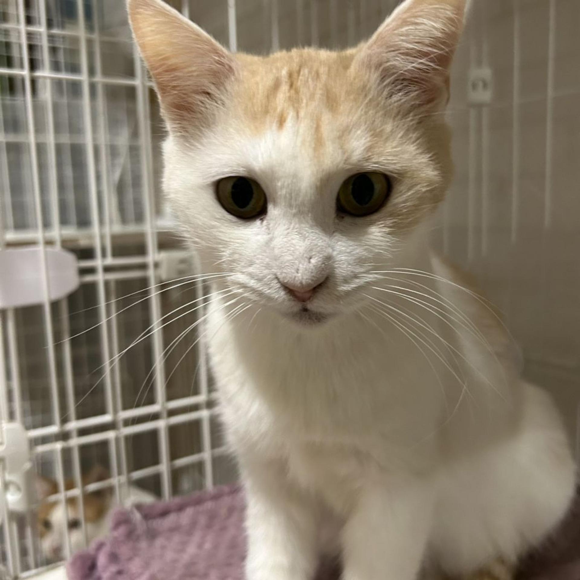 pet-image-2