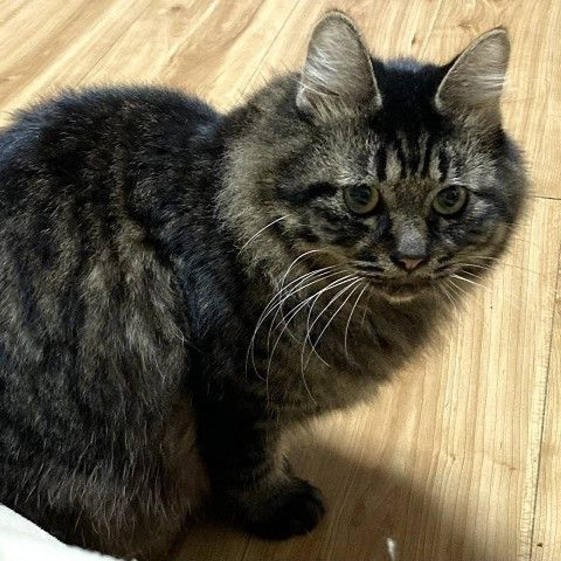 雑種（ミックス猫）・オスの里親募集の写真
