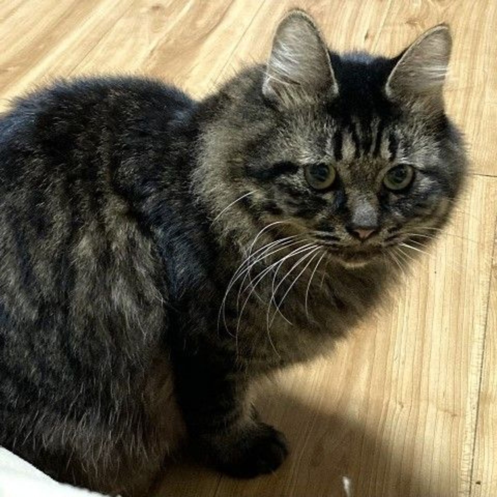 雑種（ミックス猫）・オスの里親募集の写真