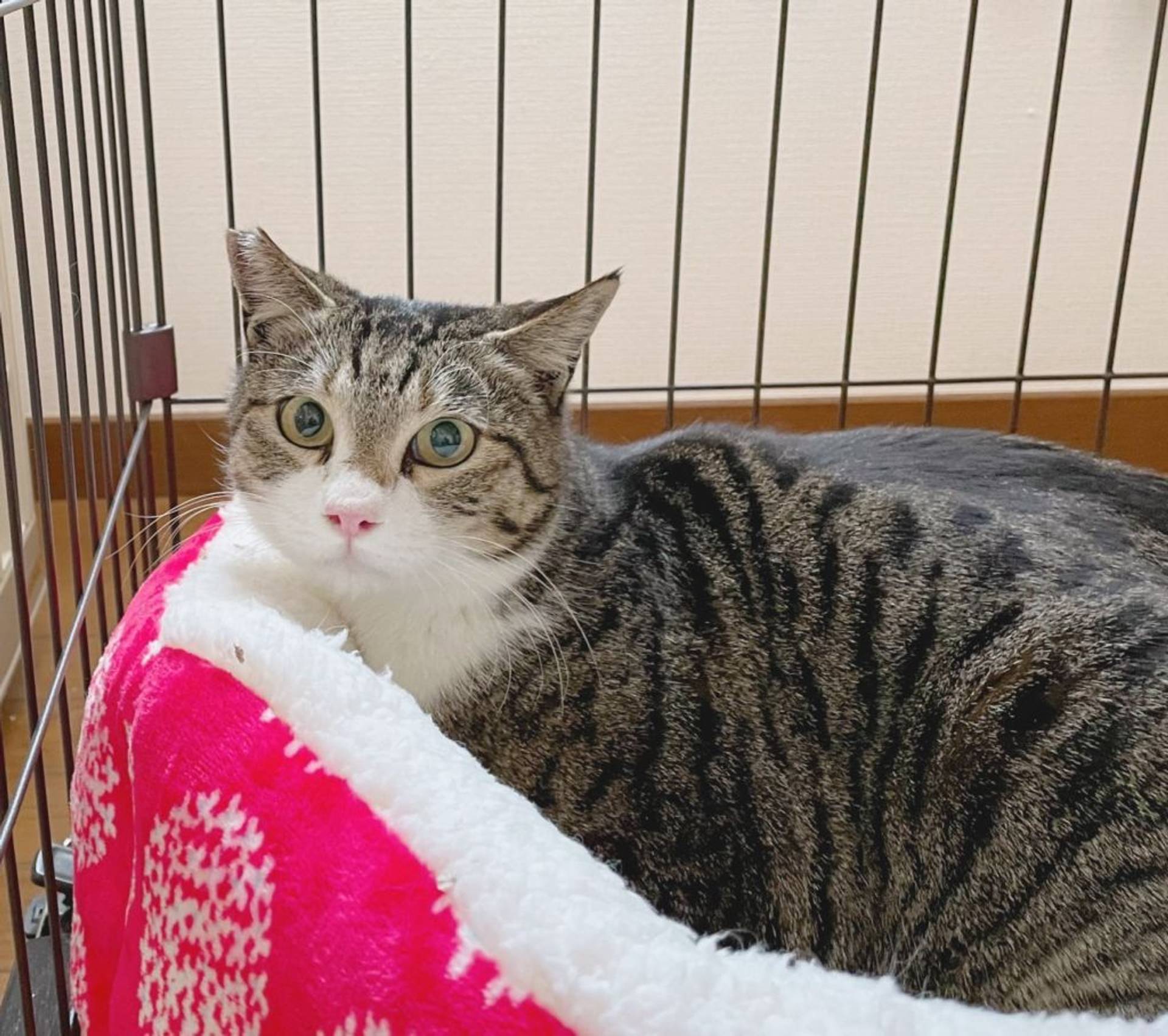 雑種（ミックス猫）・オスの里親募集の写真