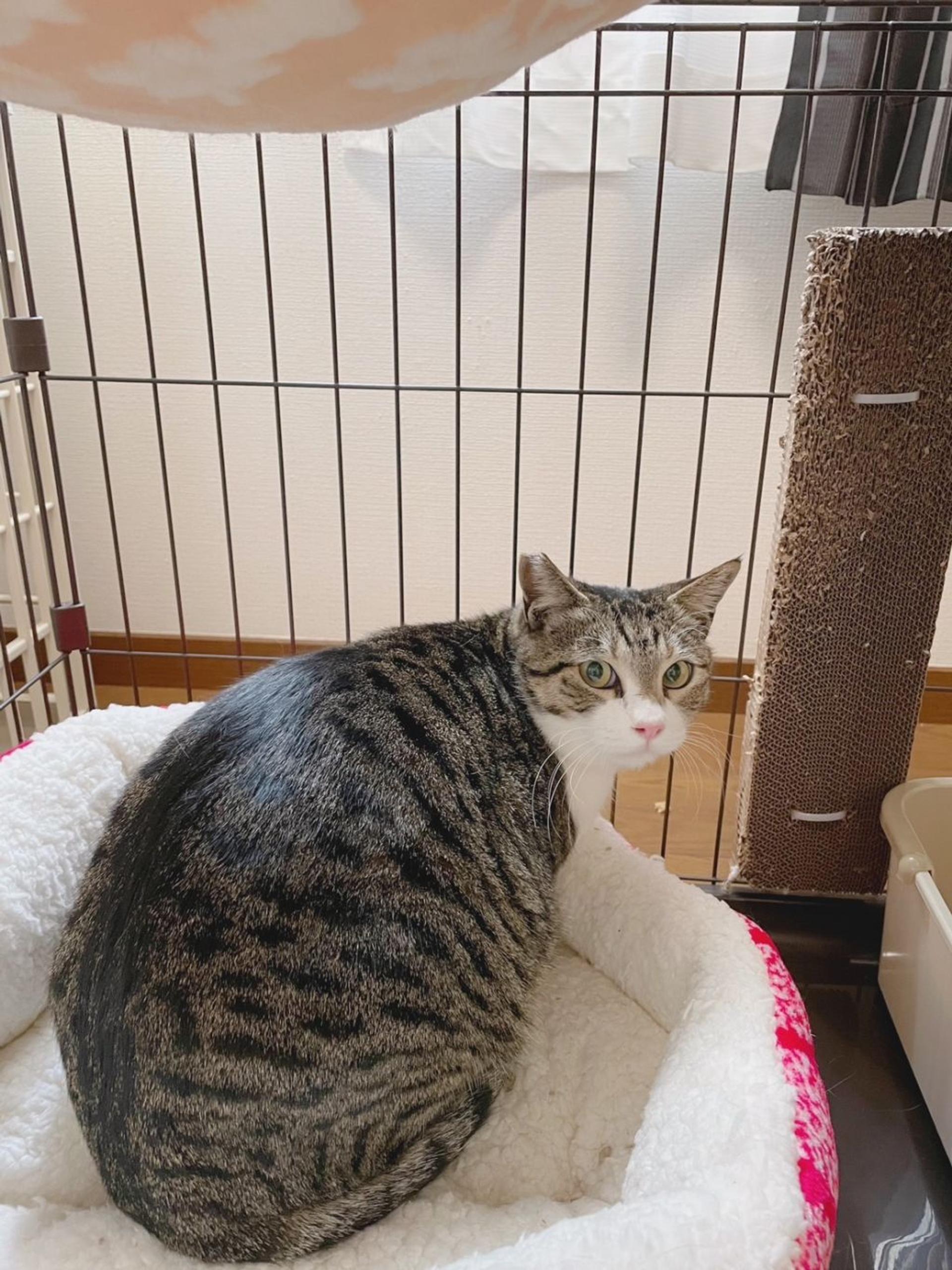 pet-image-2