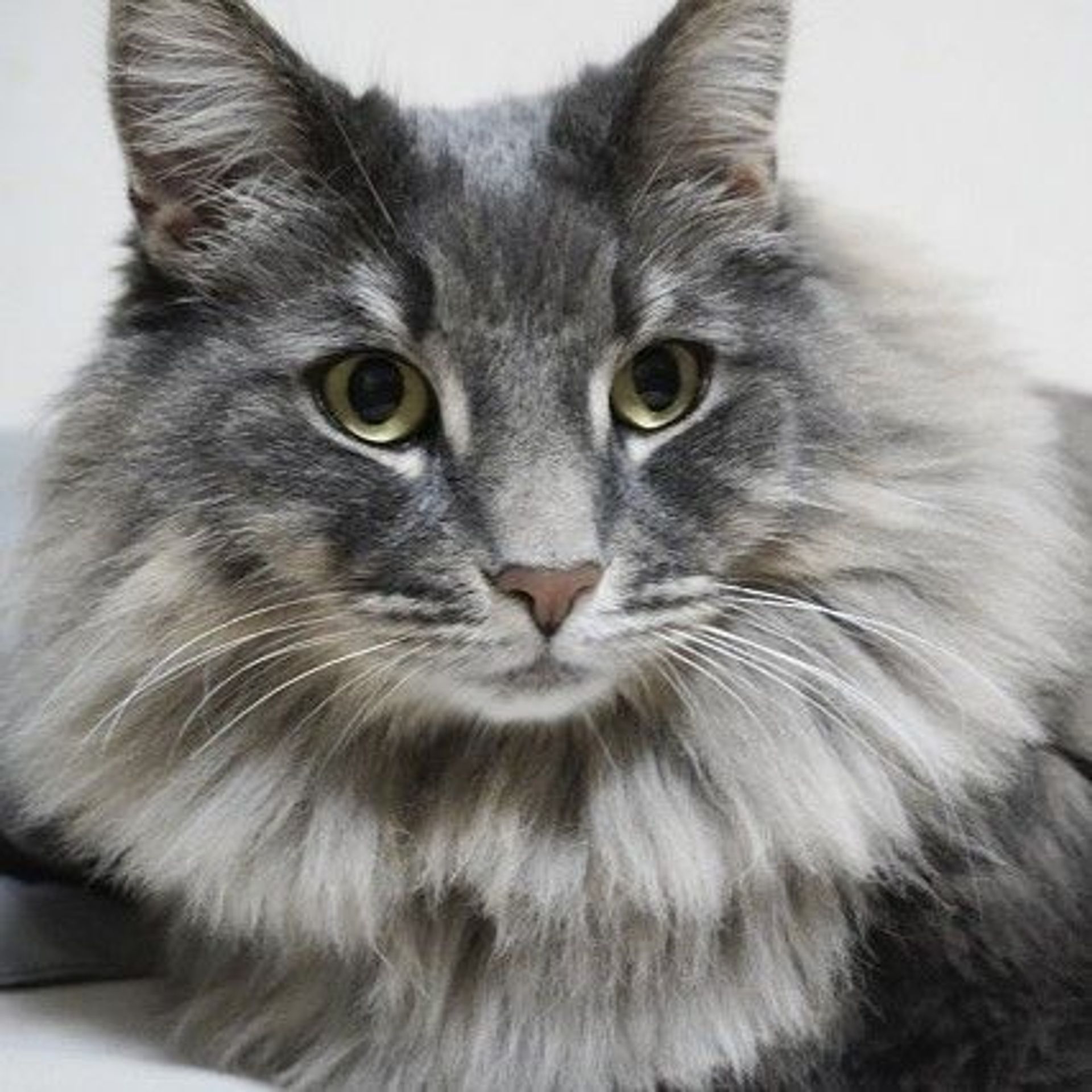 雑種（ミックス猫）・メスの里親募集の写真