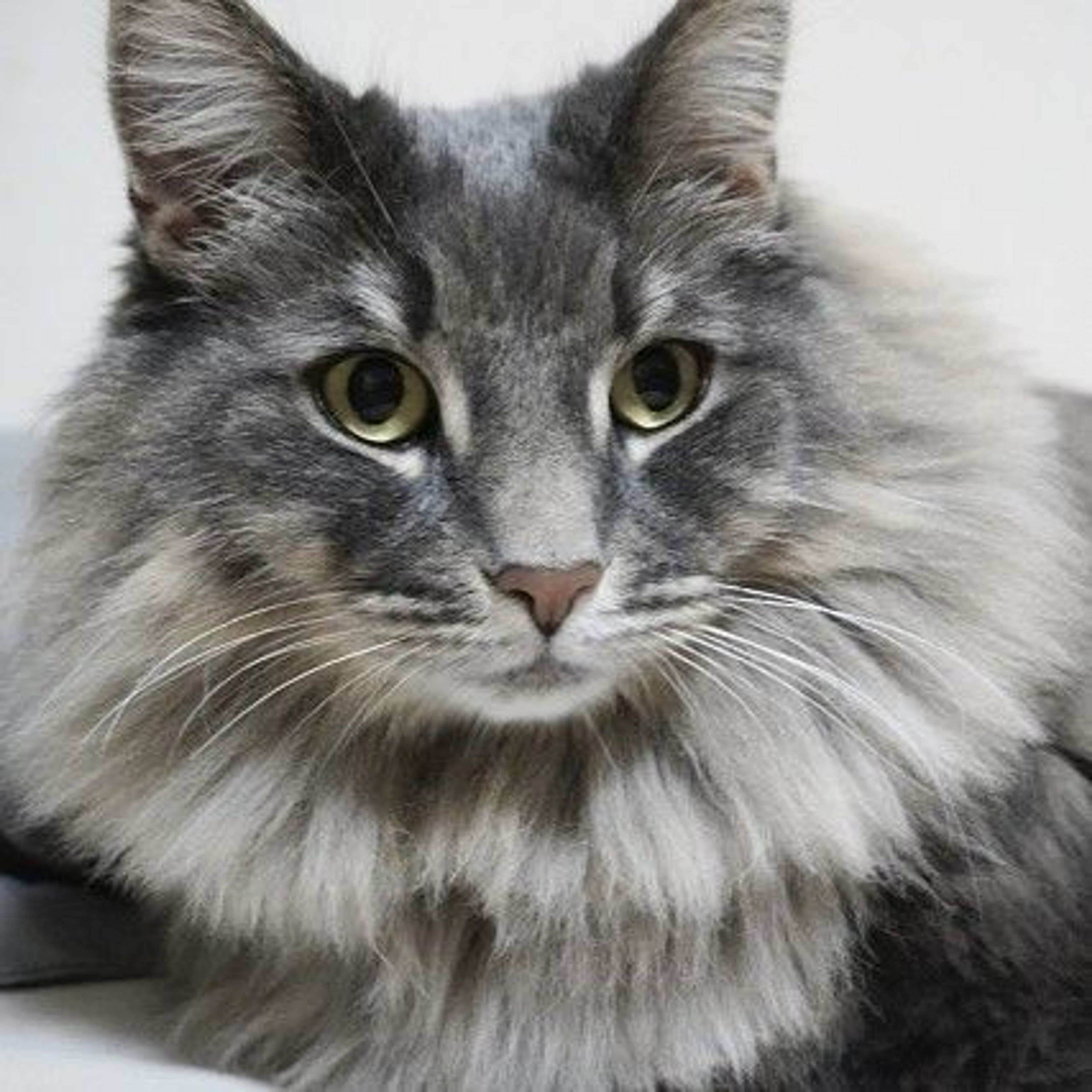 雑種（ミックス猫）・メスの里親募集の写真