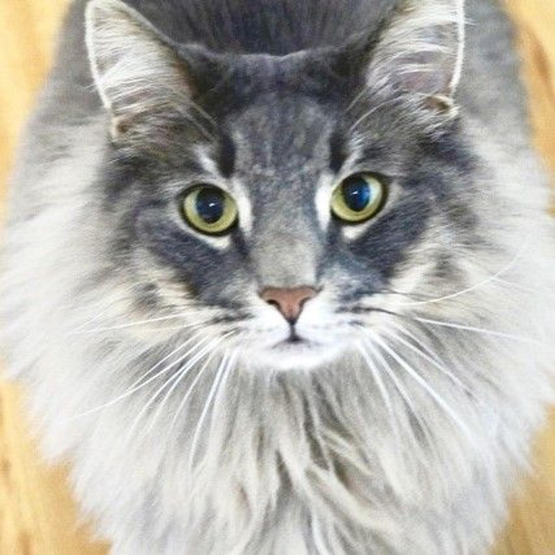 pet-image-2