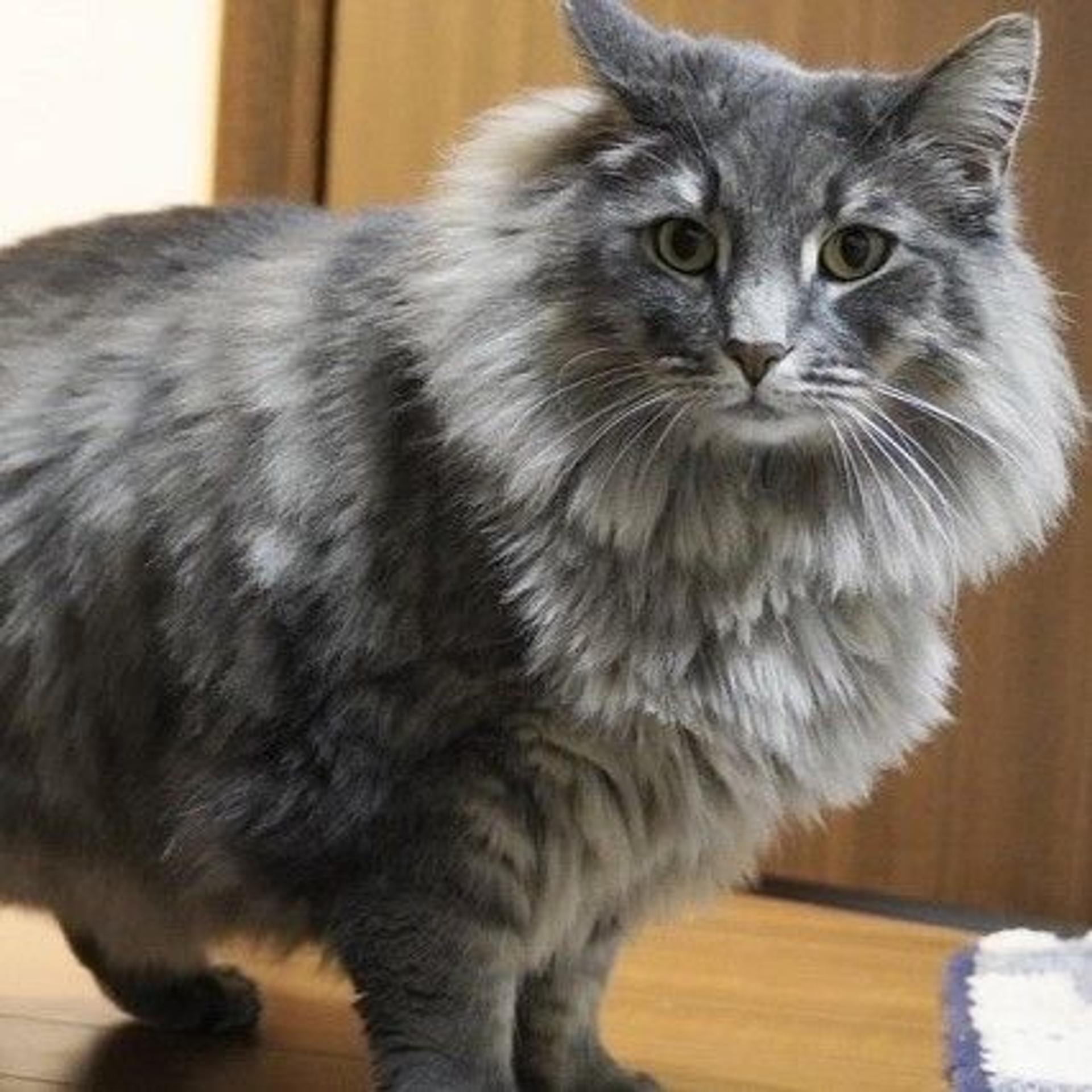 pet-image-3