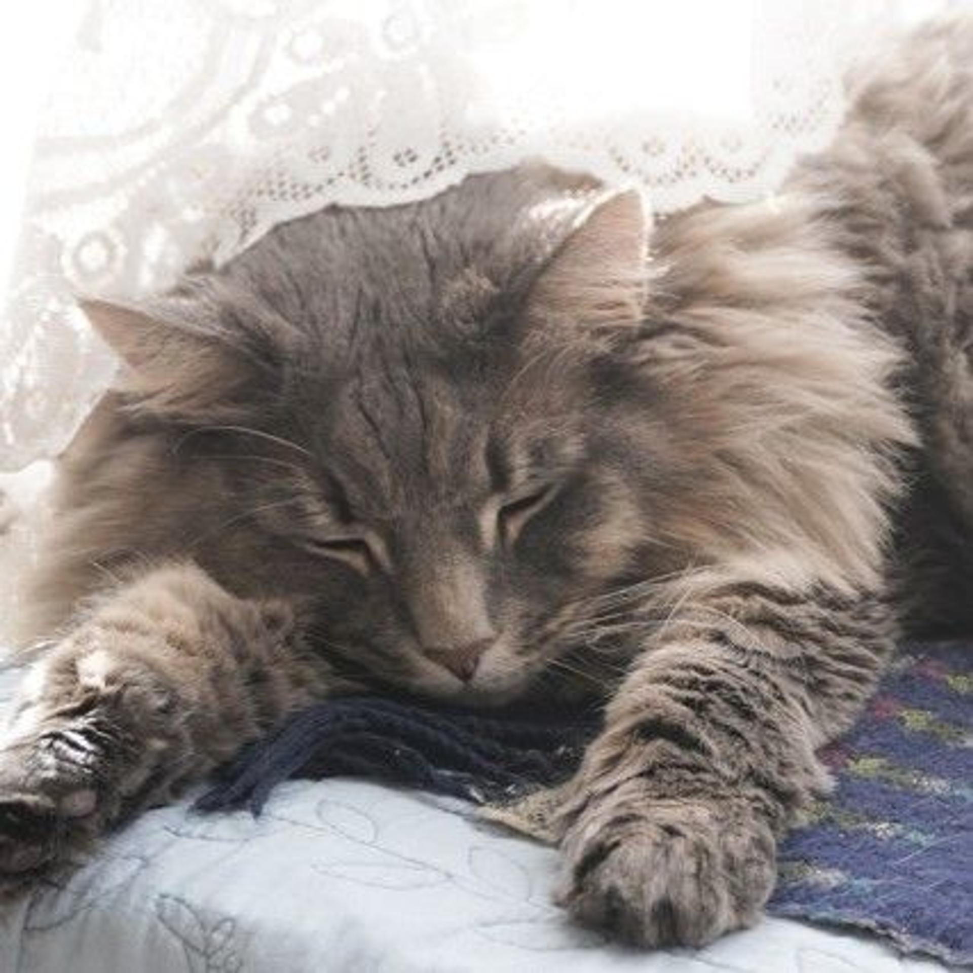 pet-image-4
