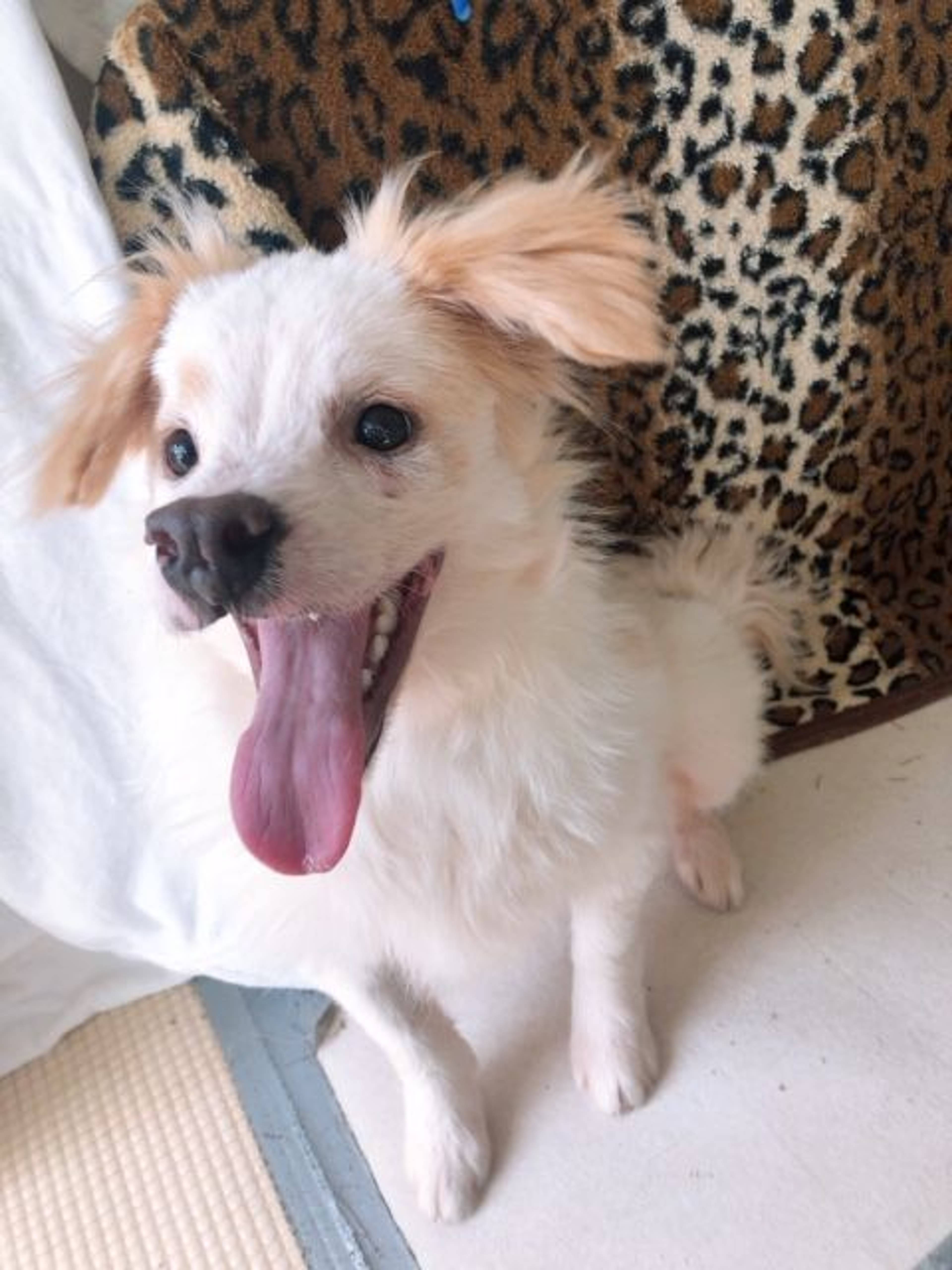 雑種（ミックス犬）・オスの里親募集の写真