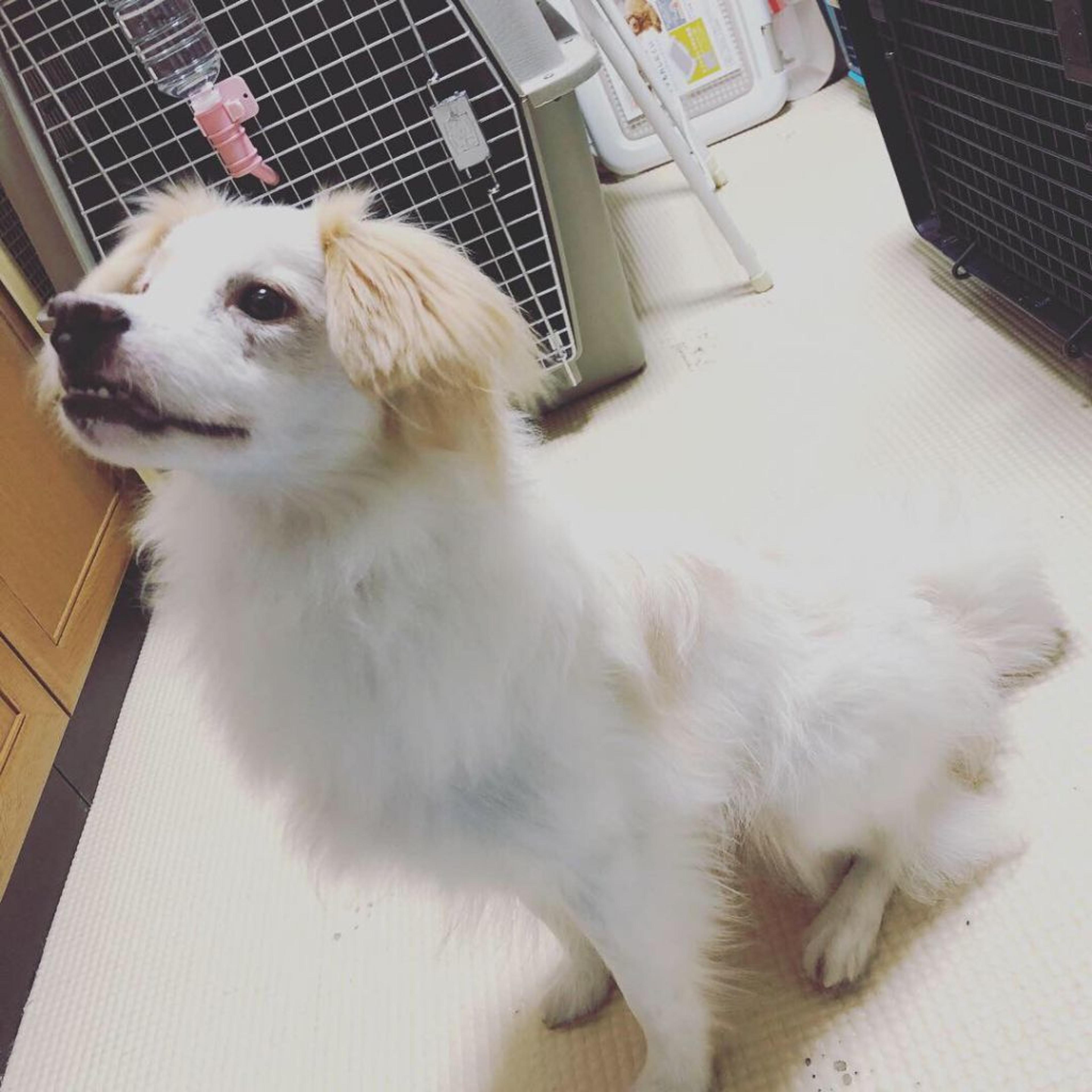 pet-image-3
