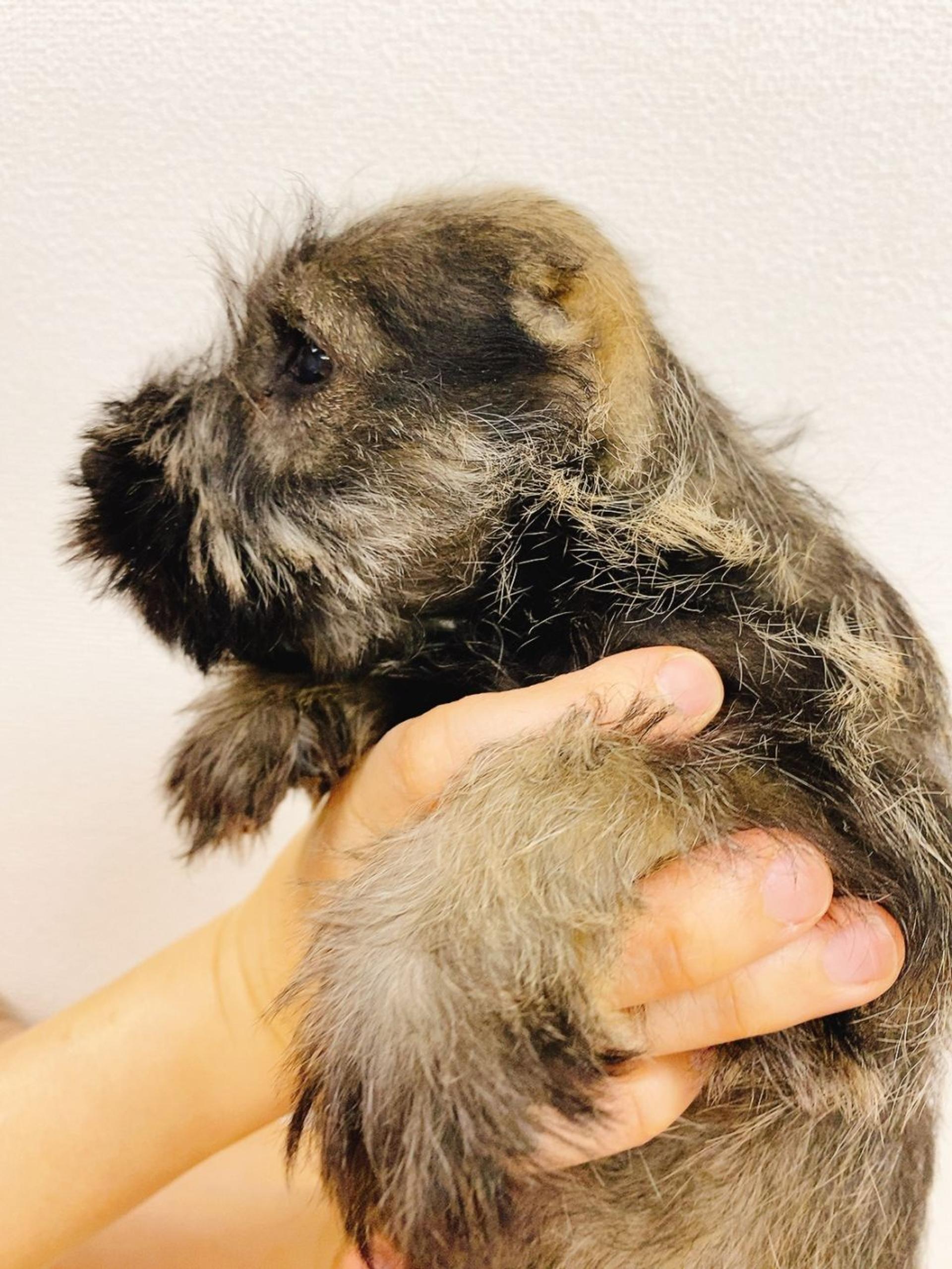 pet-image-2