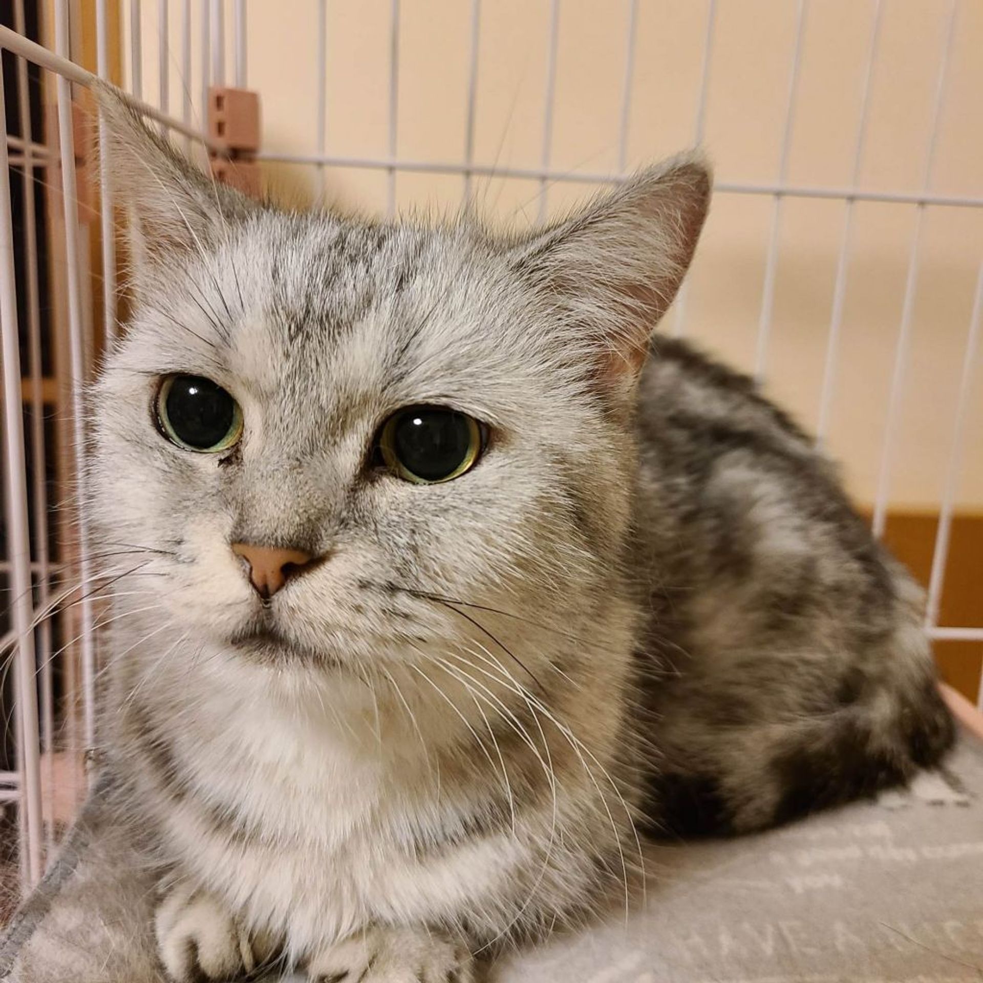 マンチカン・メスの里親募集の写真