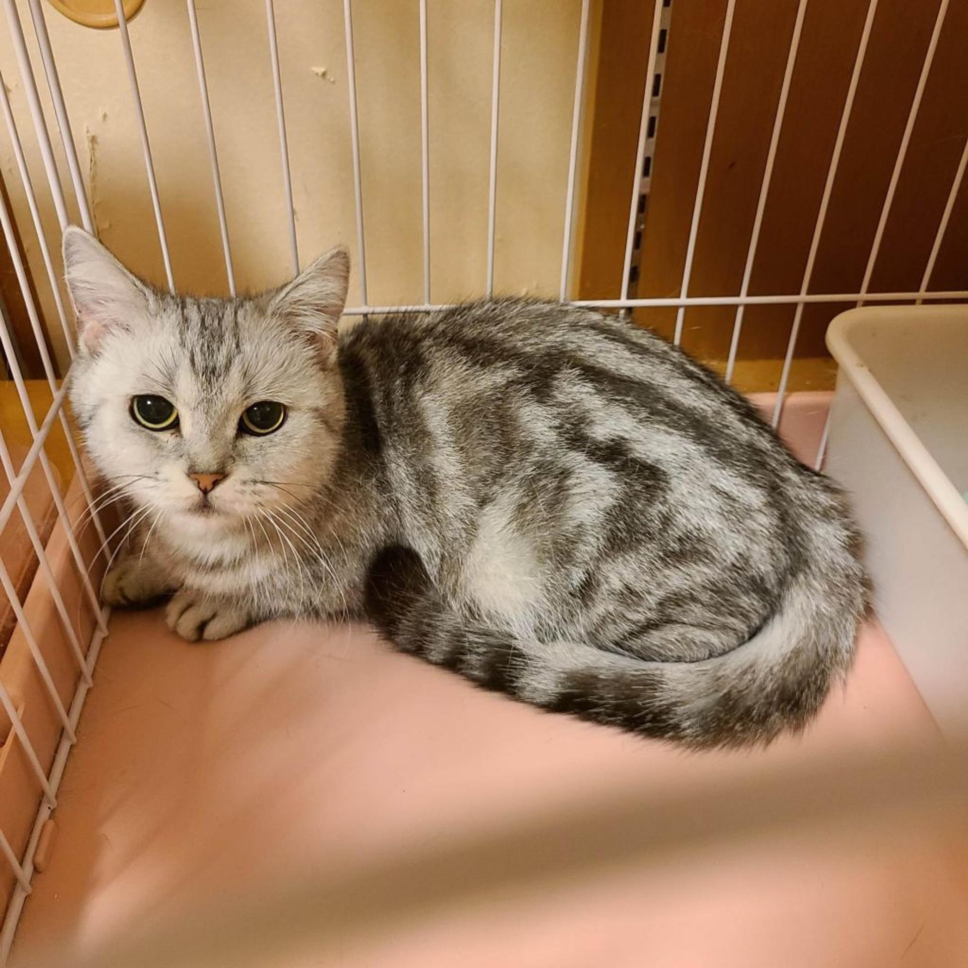 pet-image-4
