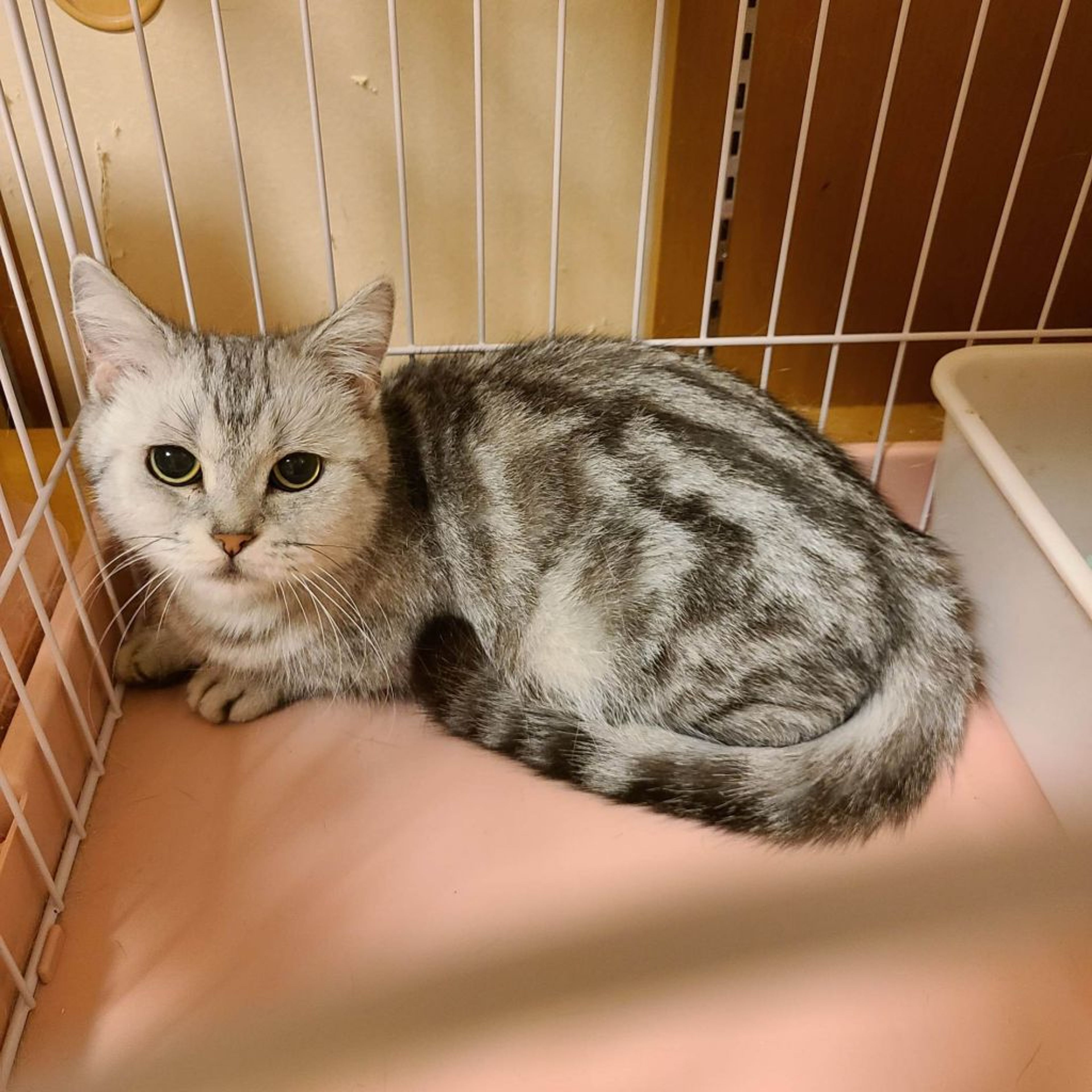 pet-image-4