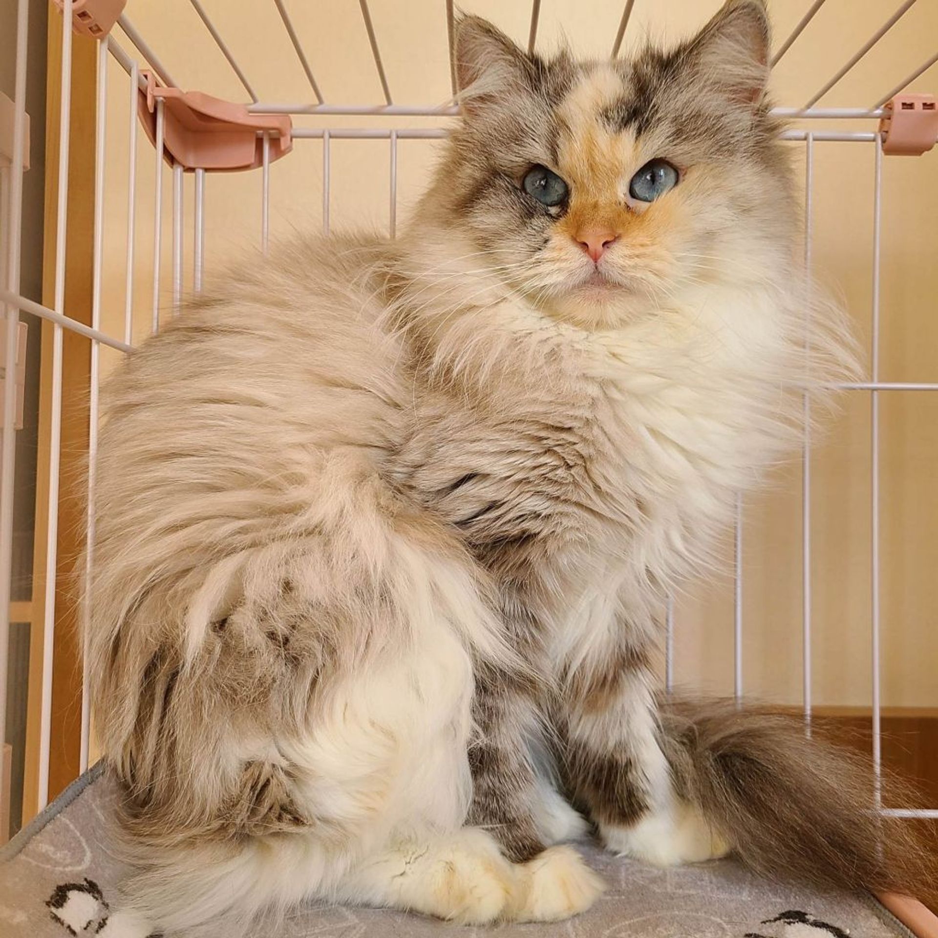 雑種（ミックス猫）・メスの里親募集の写真