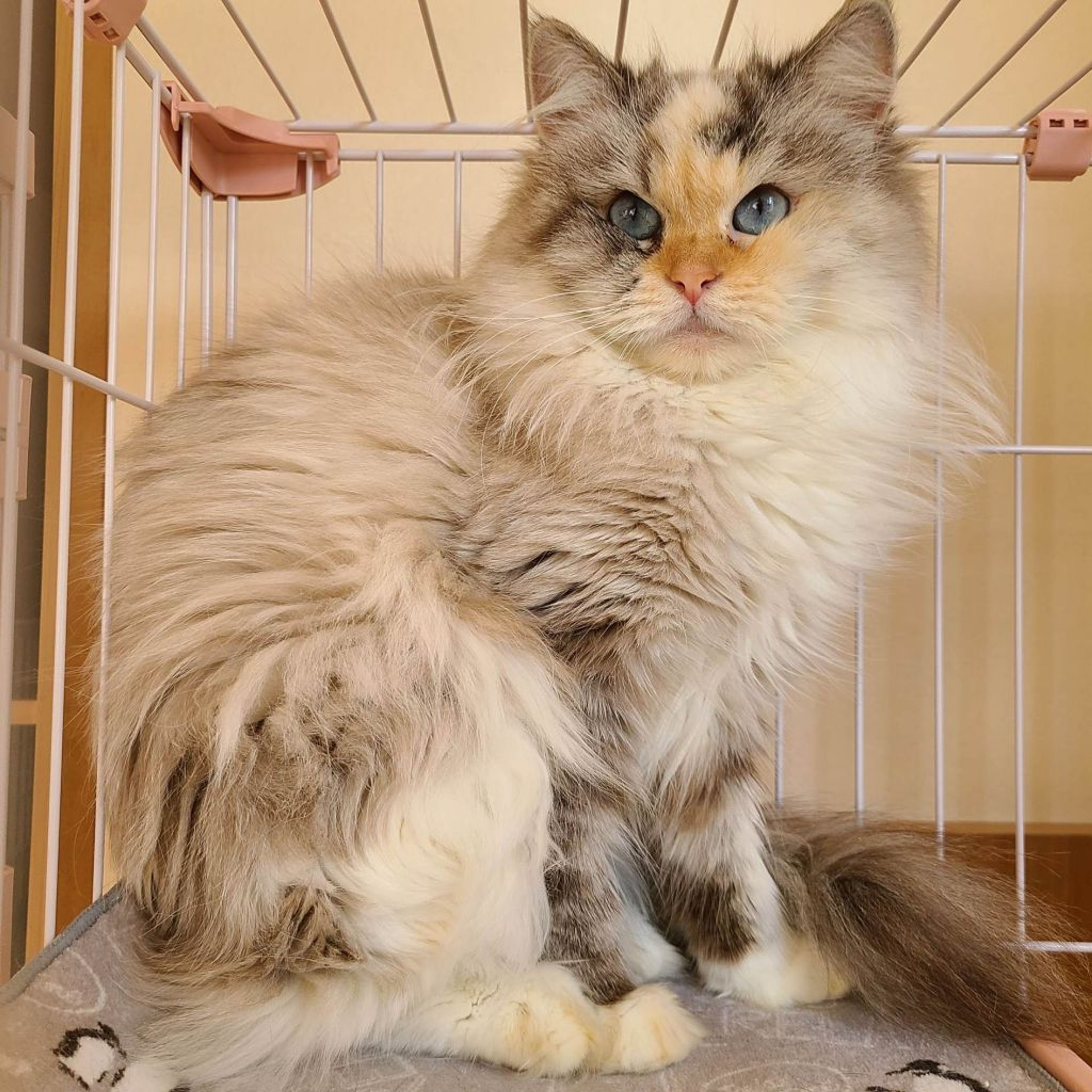 雑種（ミックス猫）・メスの里親募集の写真