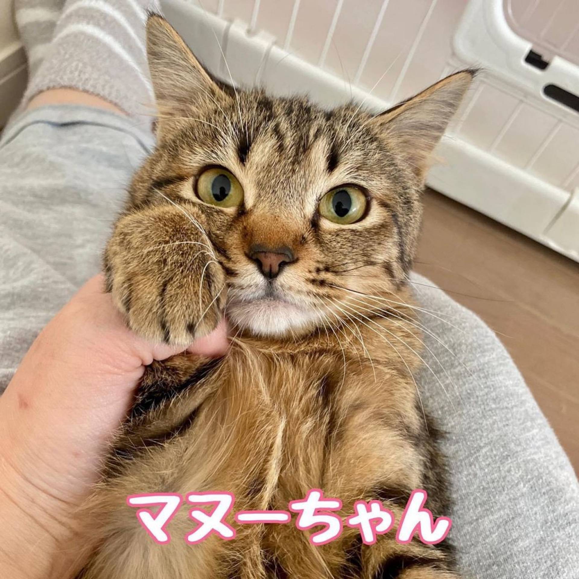 雑種（ミックス猫）・メスの里親募集の写真