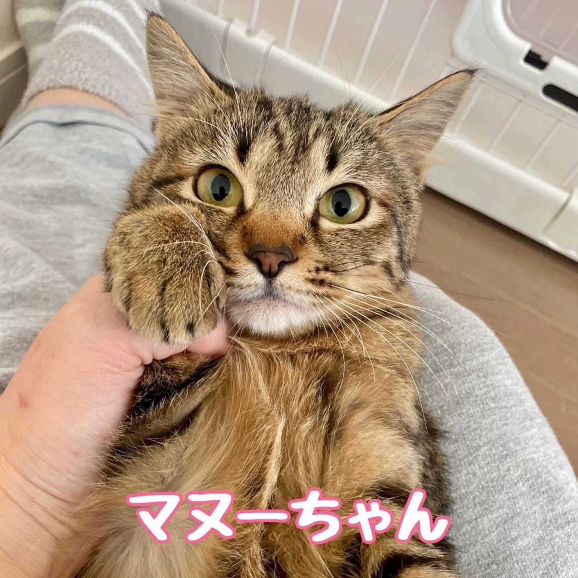雑種（ミックス猫）・メスの里親募集の写真