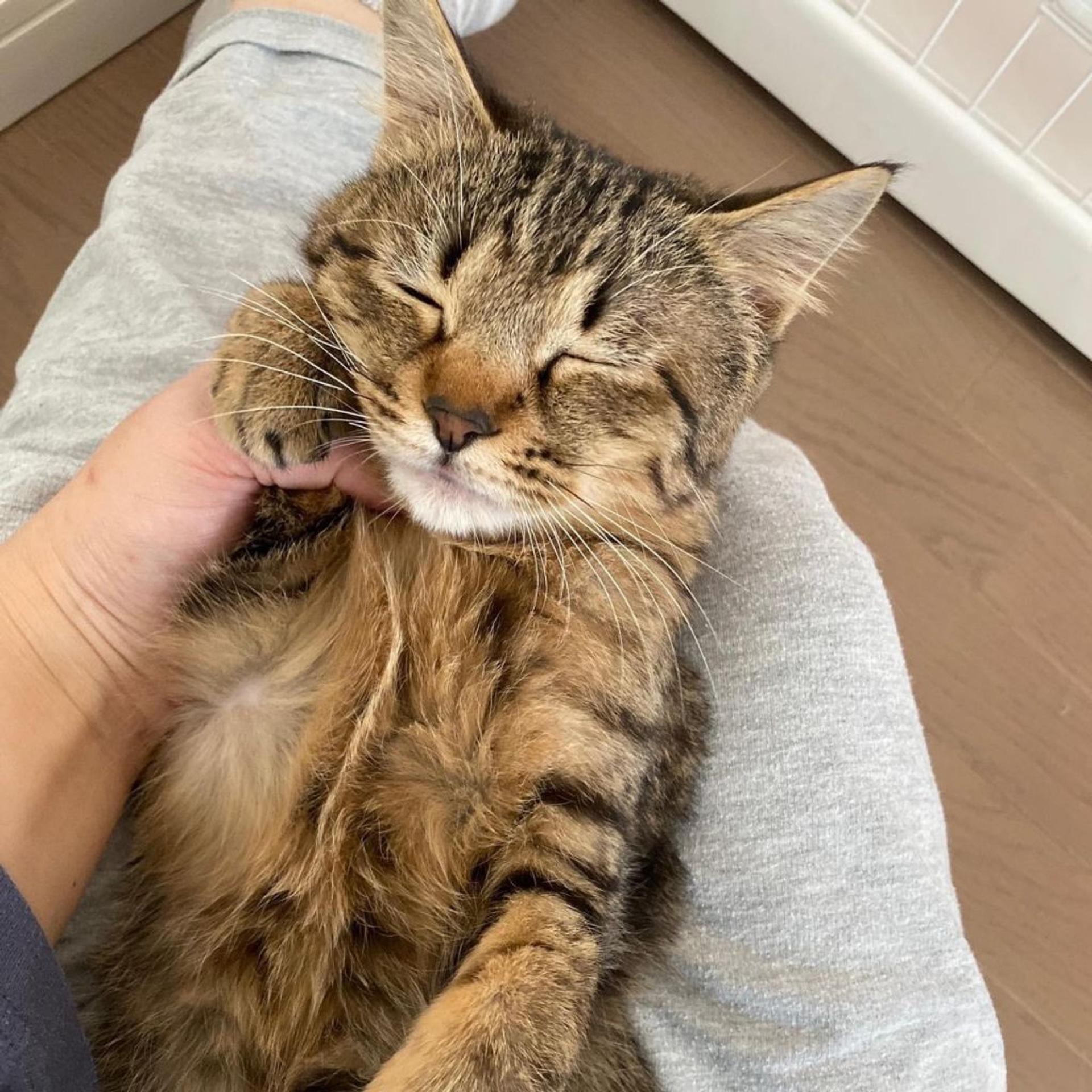 pet-image-2