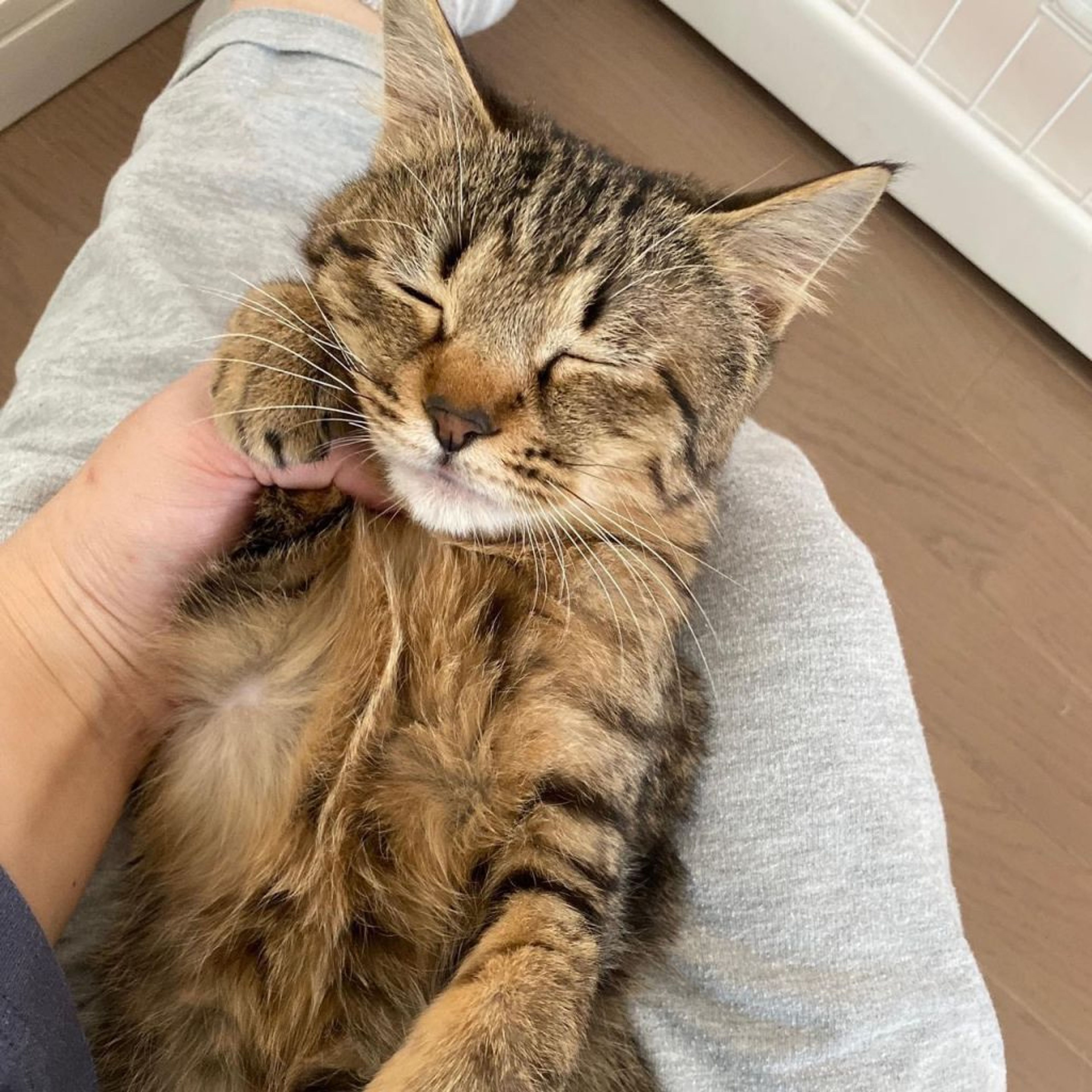 pet-image-2
