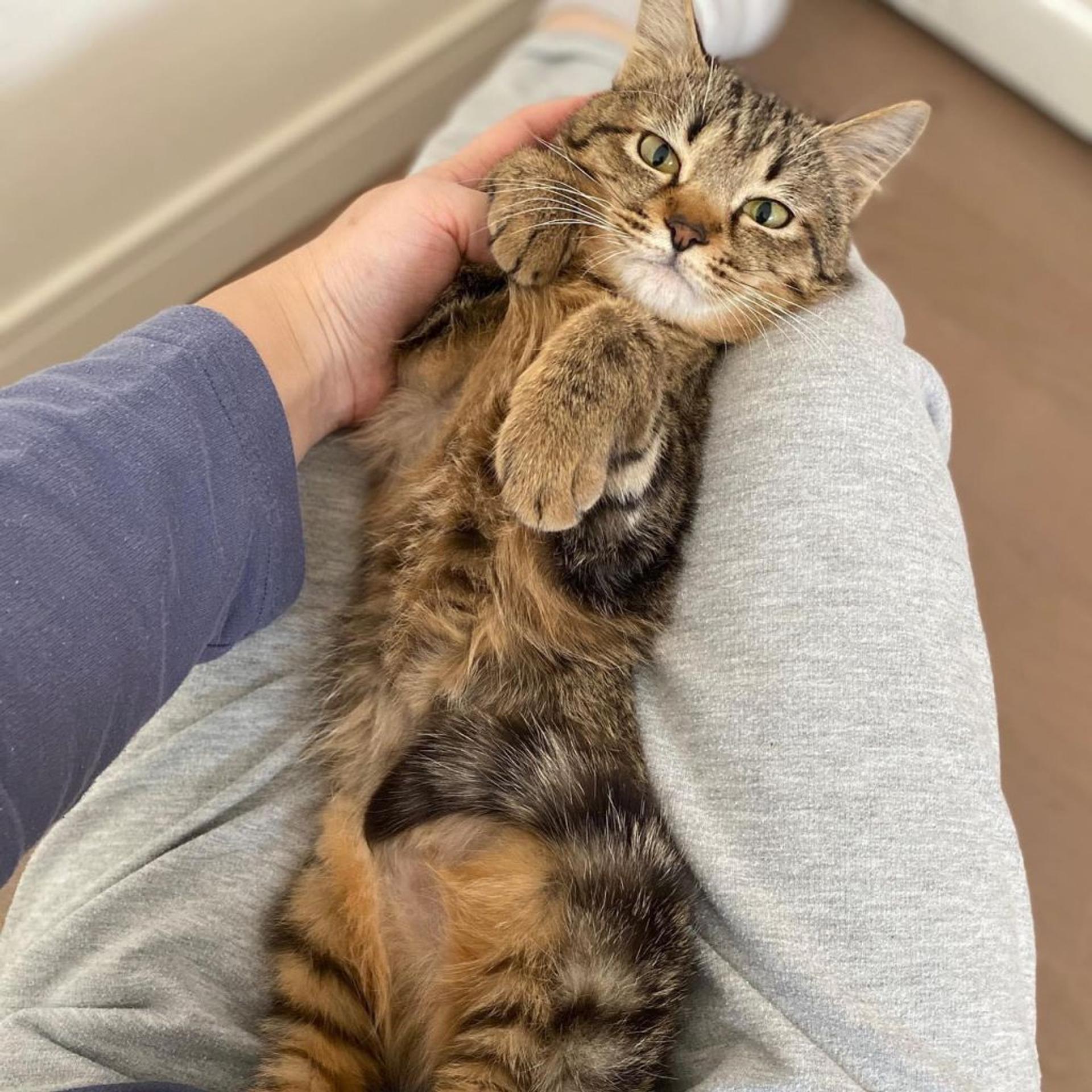pet-image-3