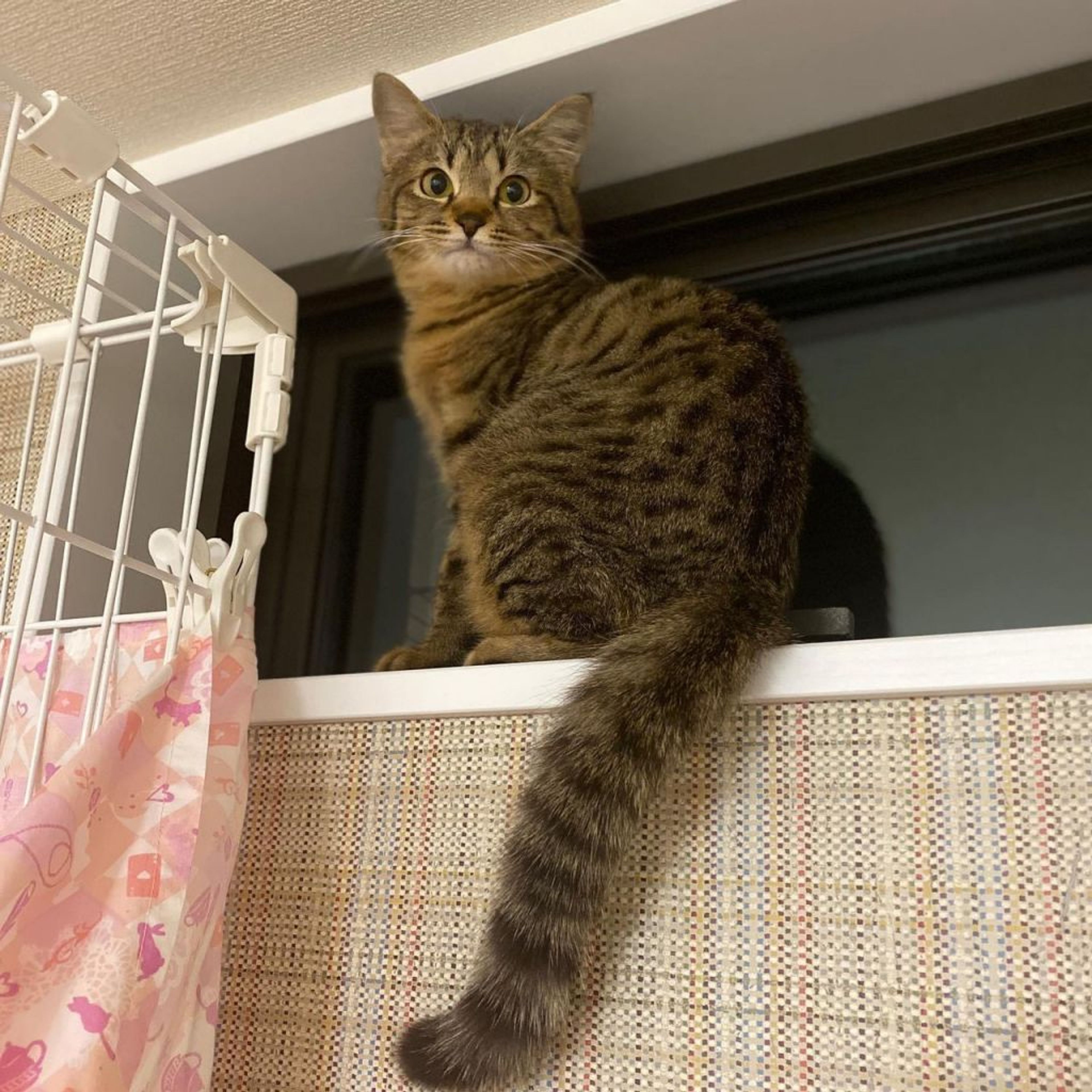 pet-image-4