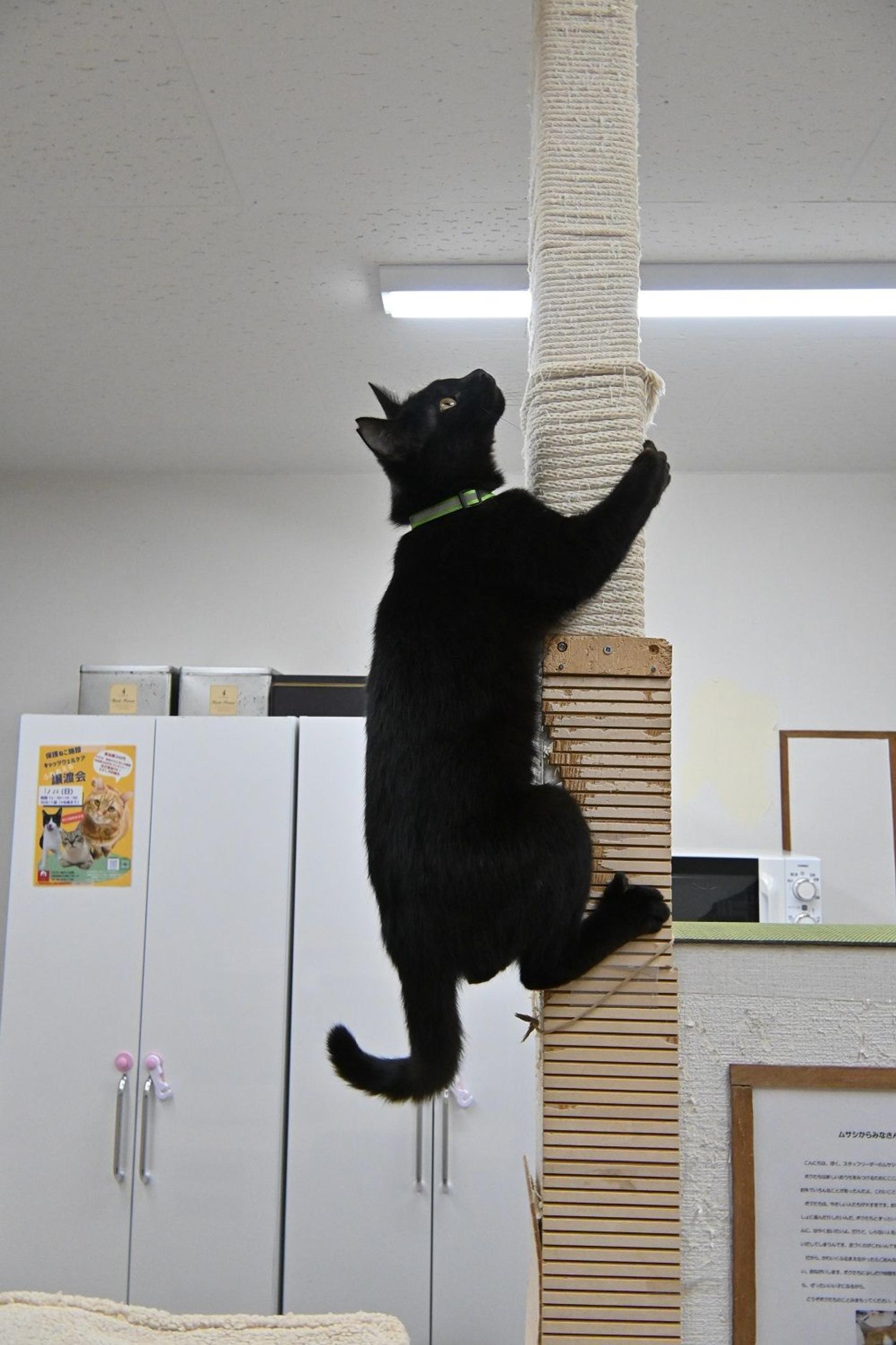 pet-image-4