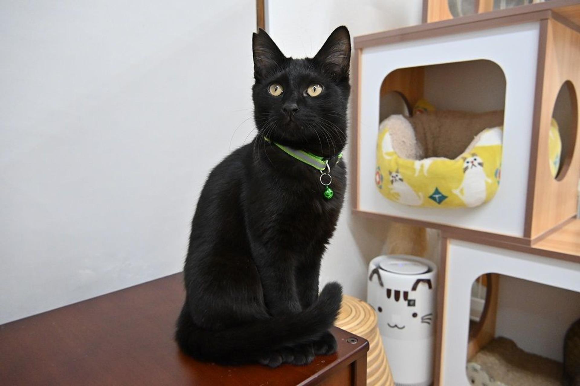 pet-image-5