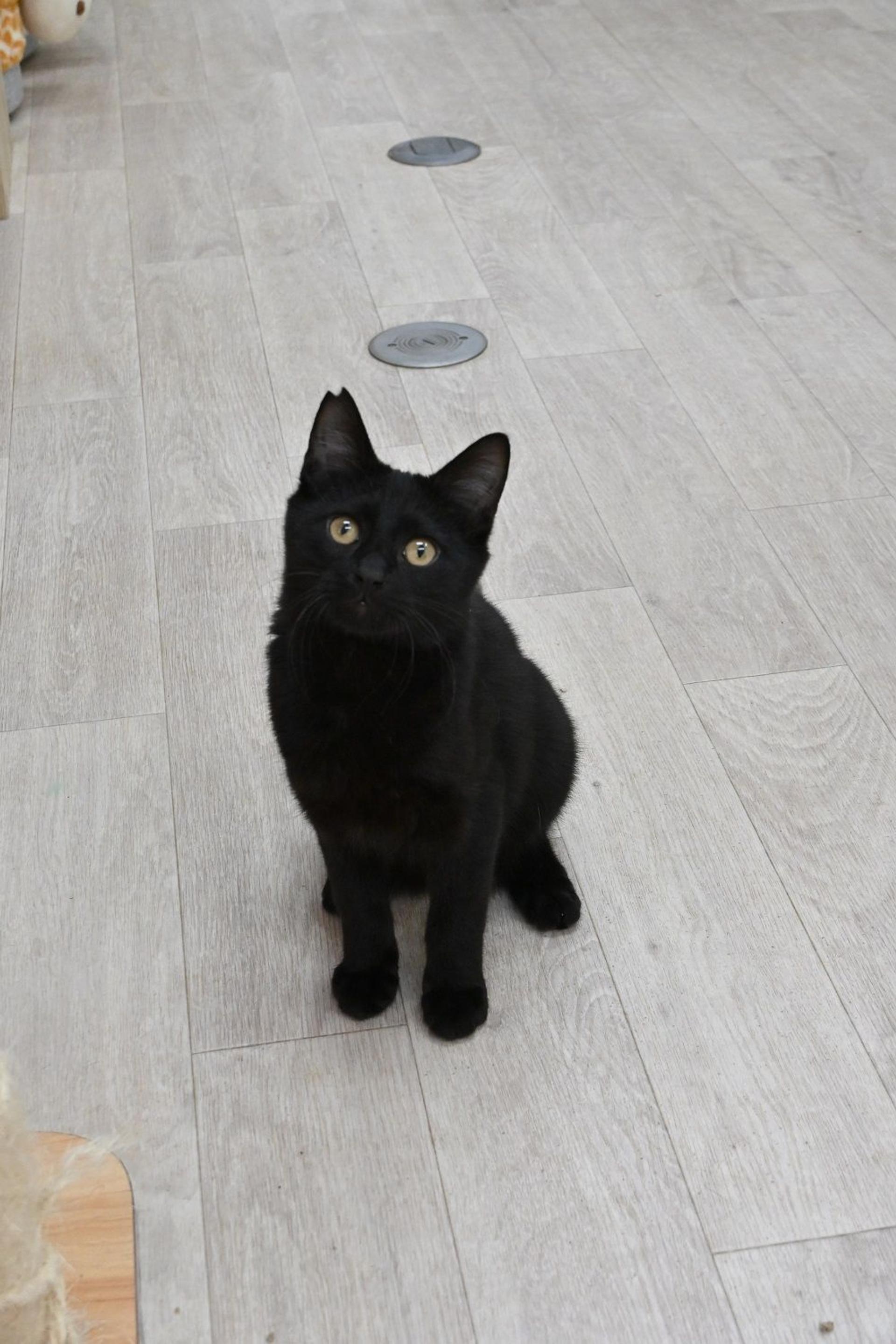 pet-image-6