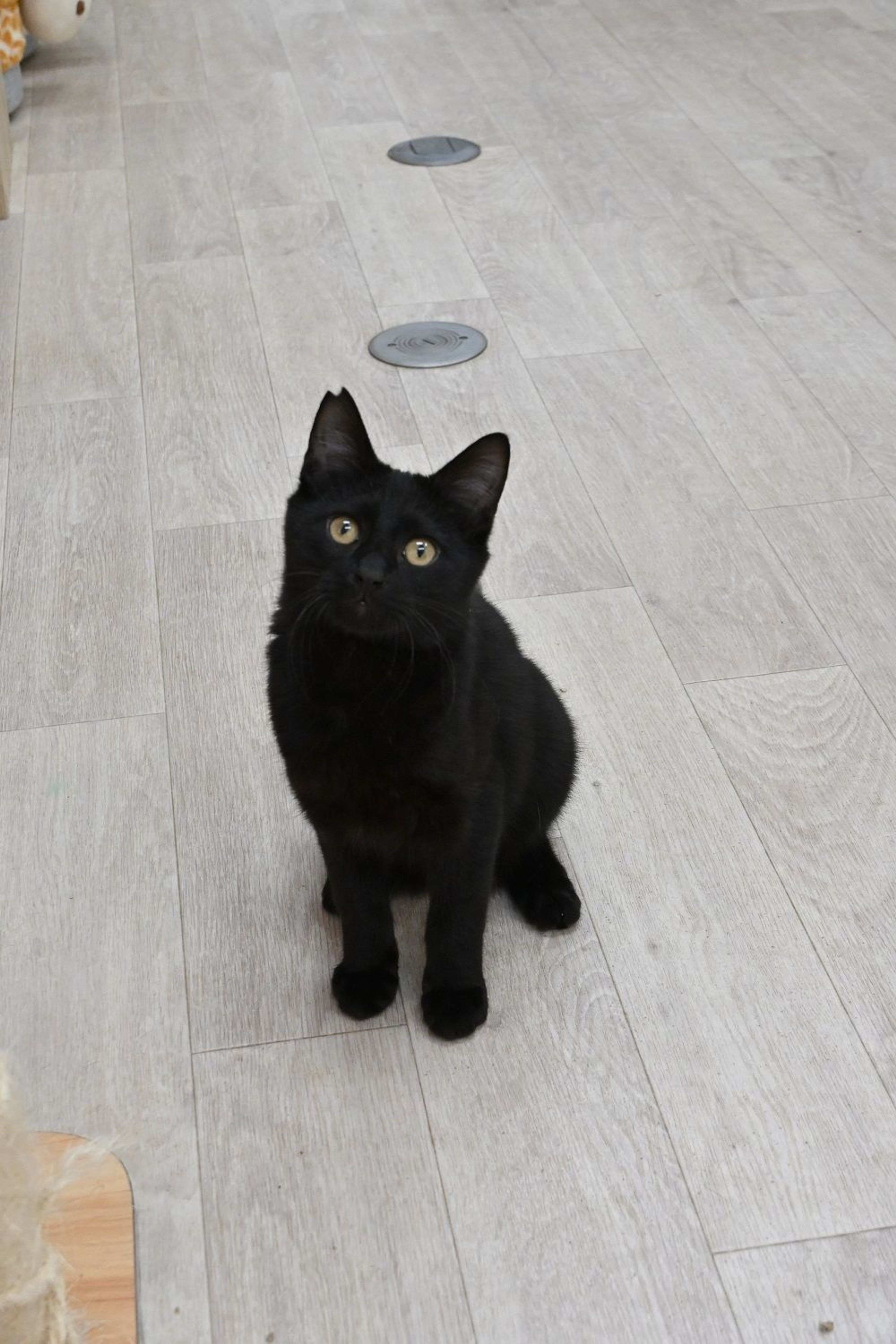 pet-image-6